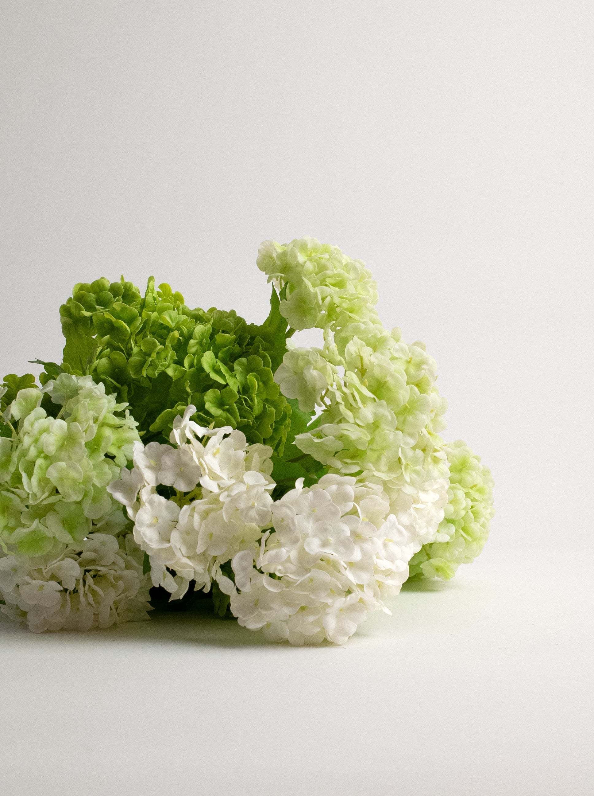 Hydrangeas