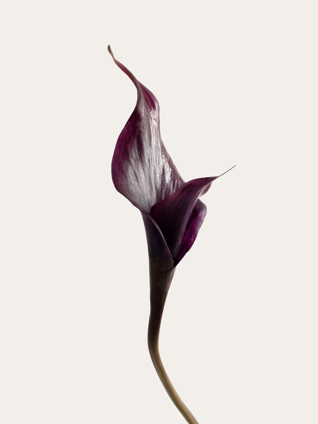 Black Purple Artificial Calla Lily - 26.5"