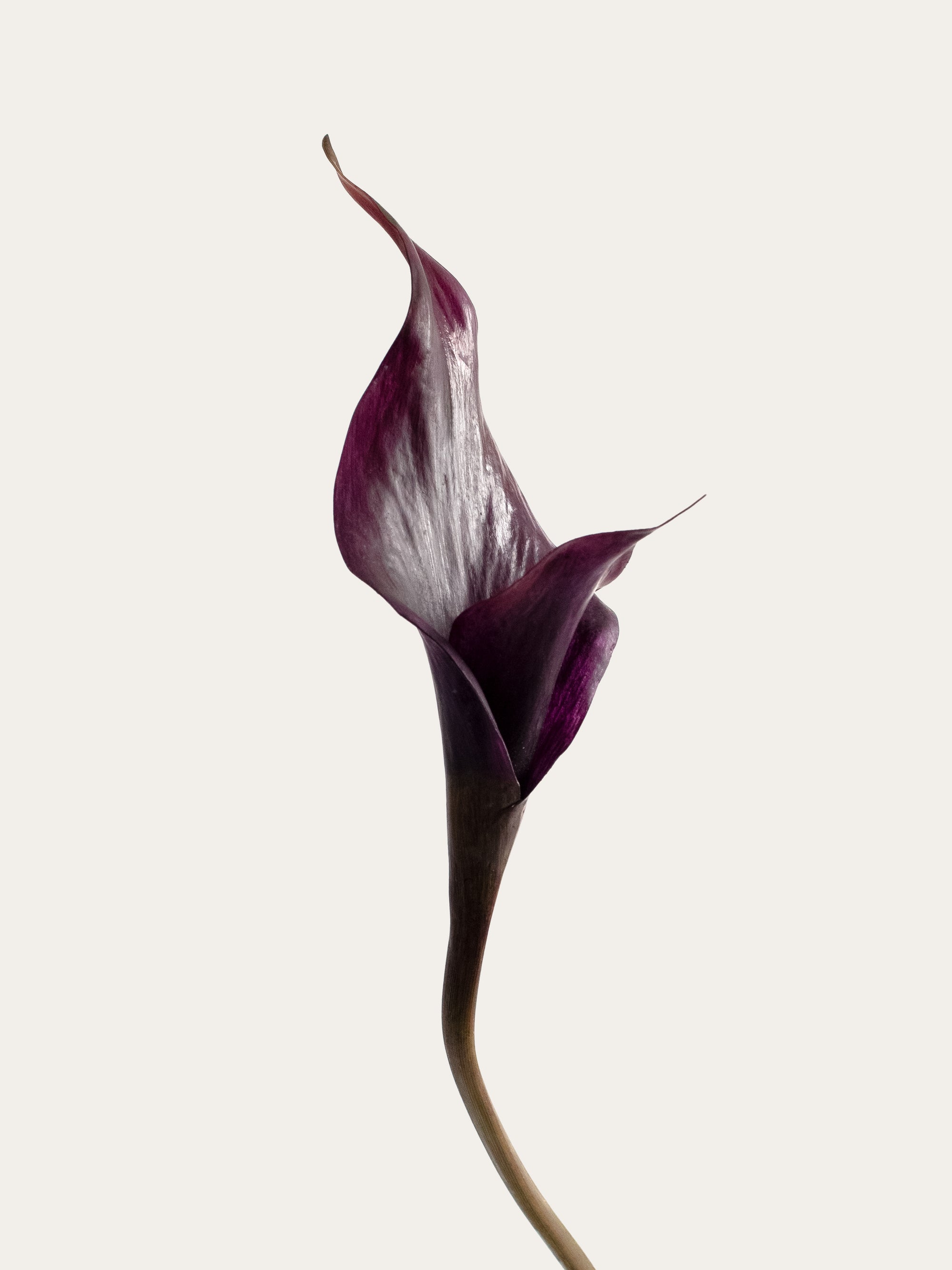 Black Purple Artificial Calla Lily - 26.5"