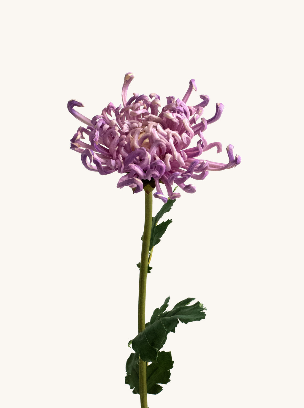 Light Purple Artificial Royal Chrysanthemum - 27"