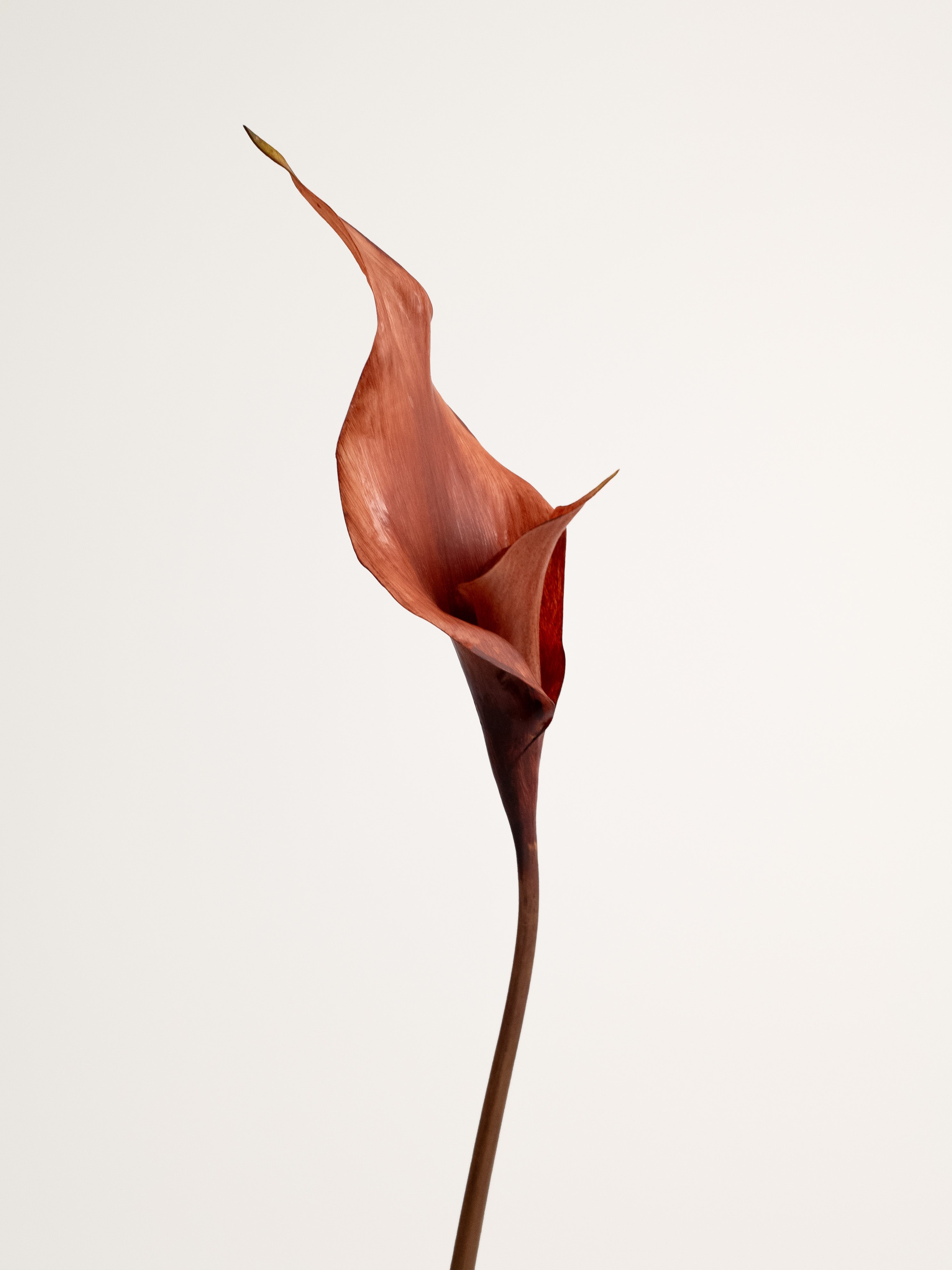 Brown Artificial Calla Lily - 26.5"