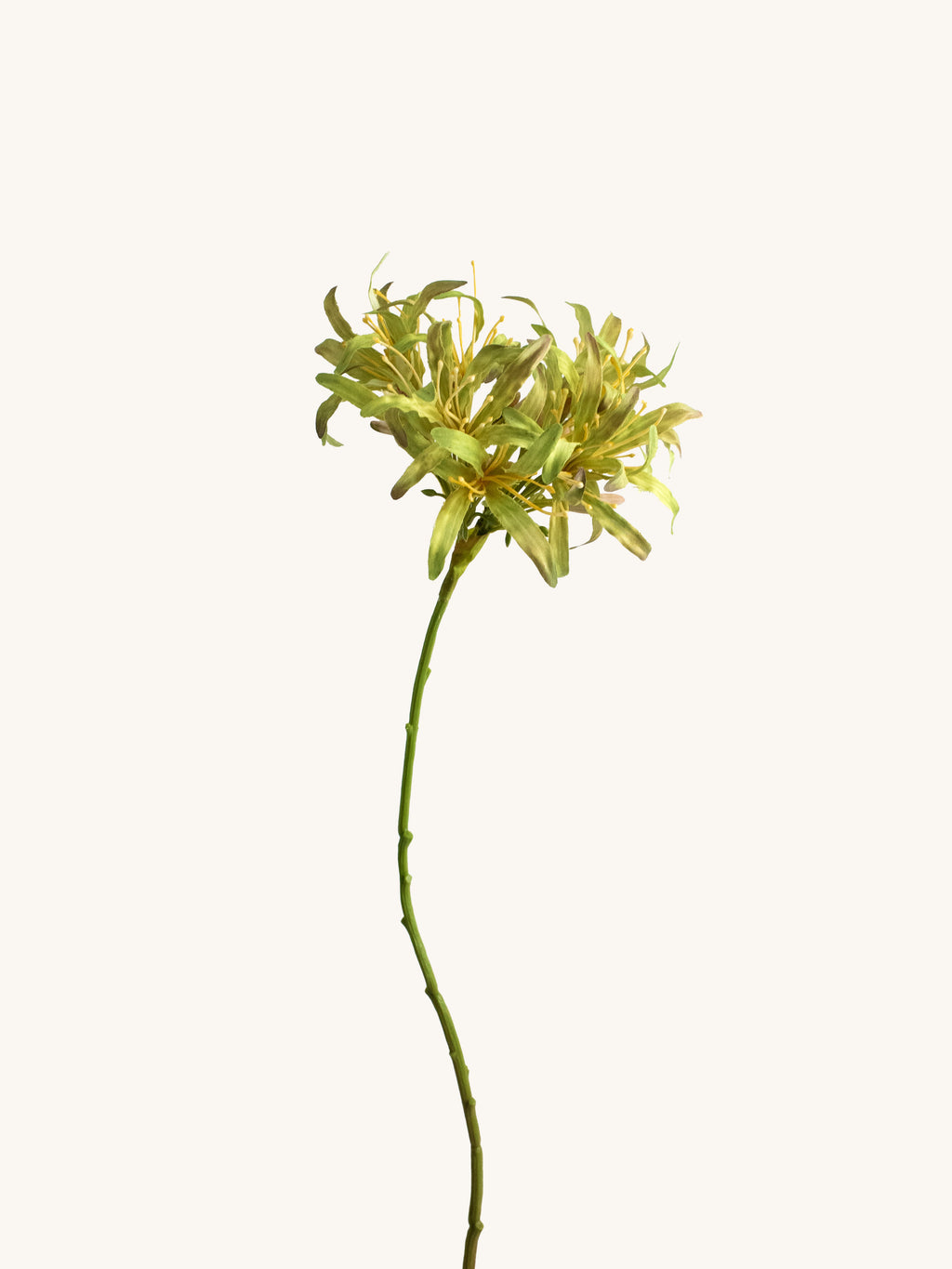 Yellow-Green Faux Spider Lily - 31"