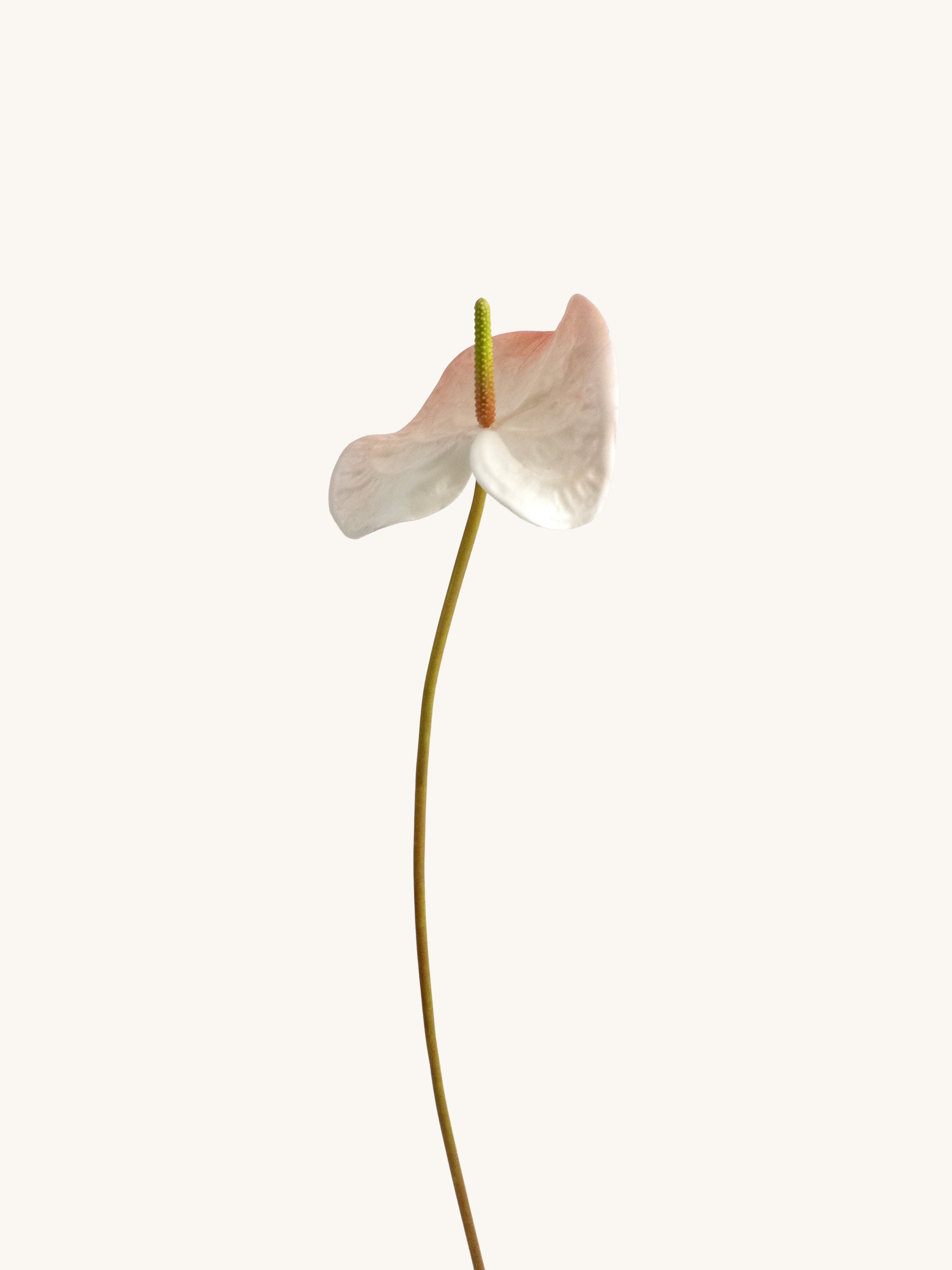 Pink-White Artificial Tropical Anthurium - 23"