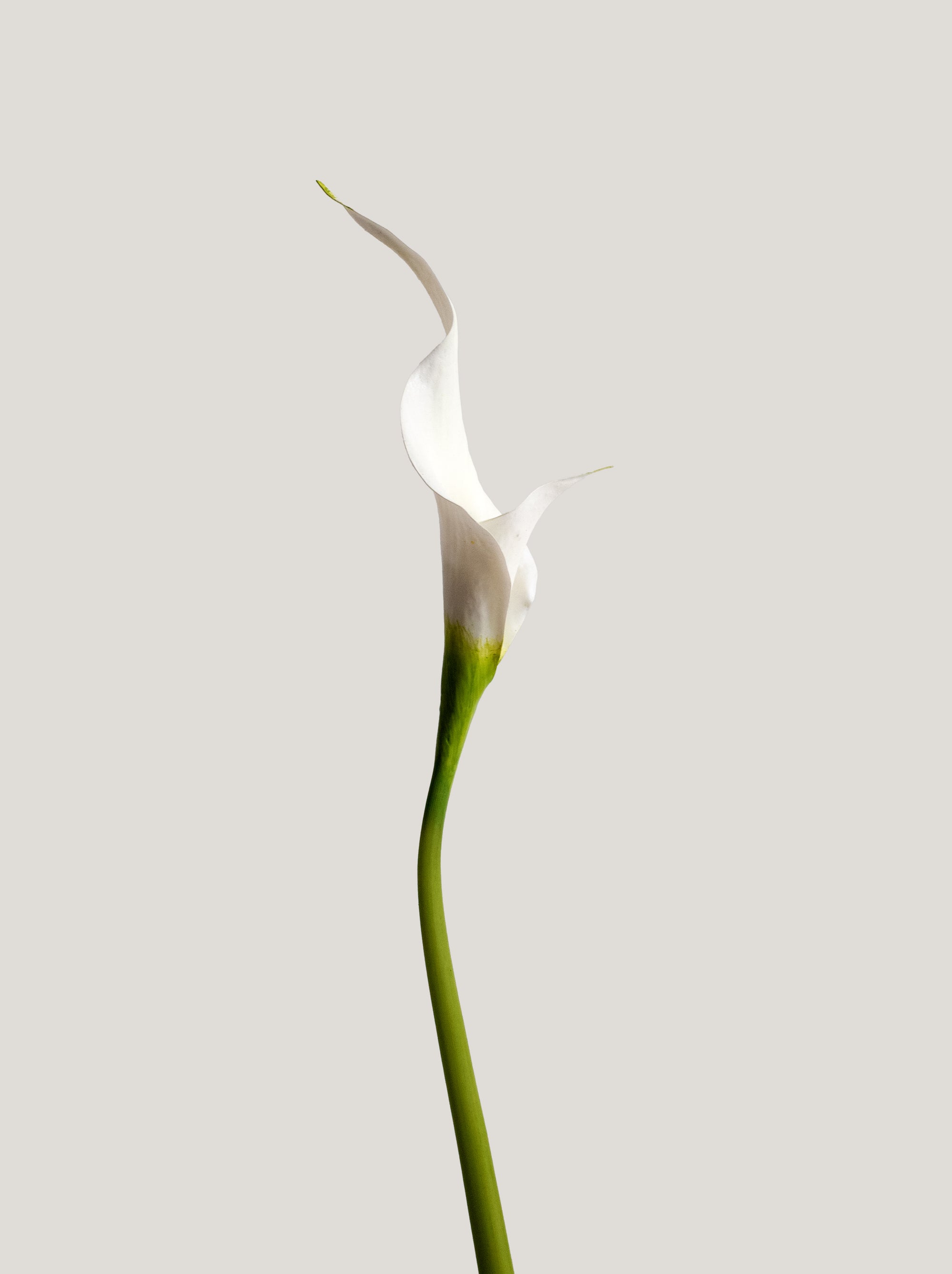 White Artificial Calla Lily - 26.5"