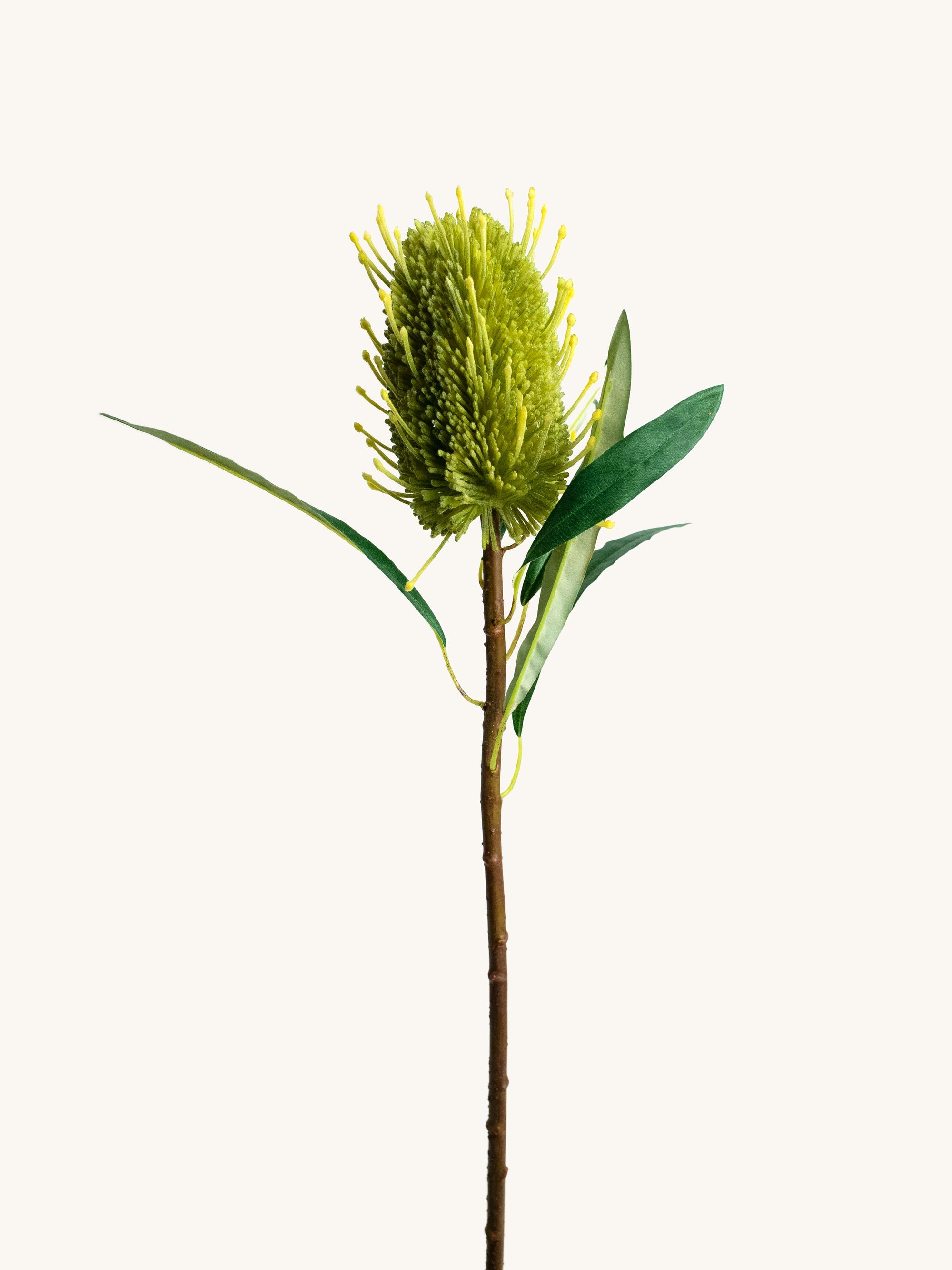 Green Artificial Banksia - 23.5"