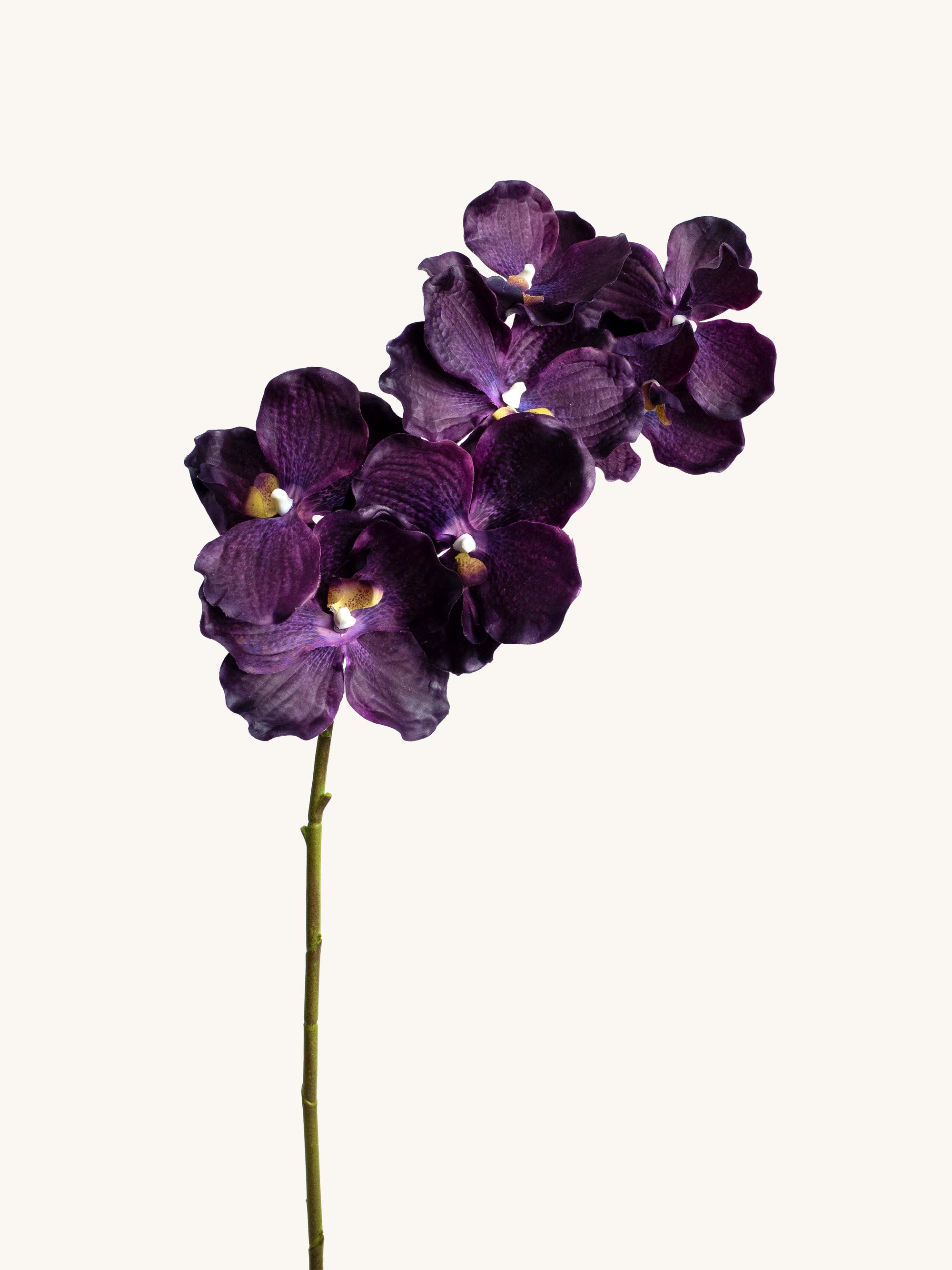 Purple orchid flower on a white background