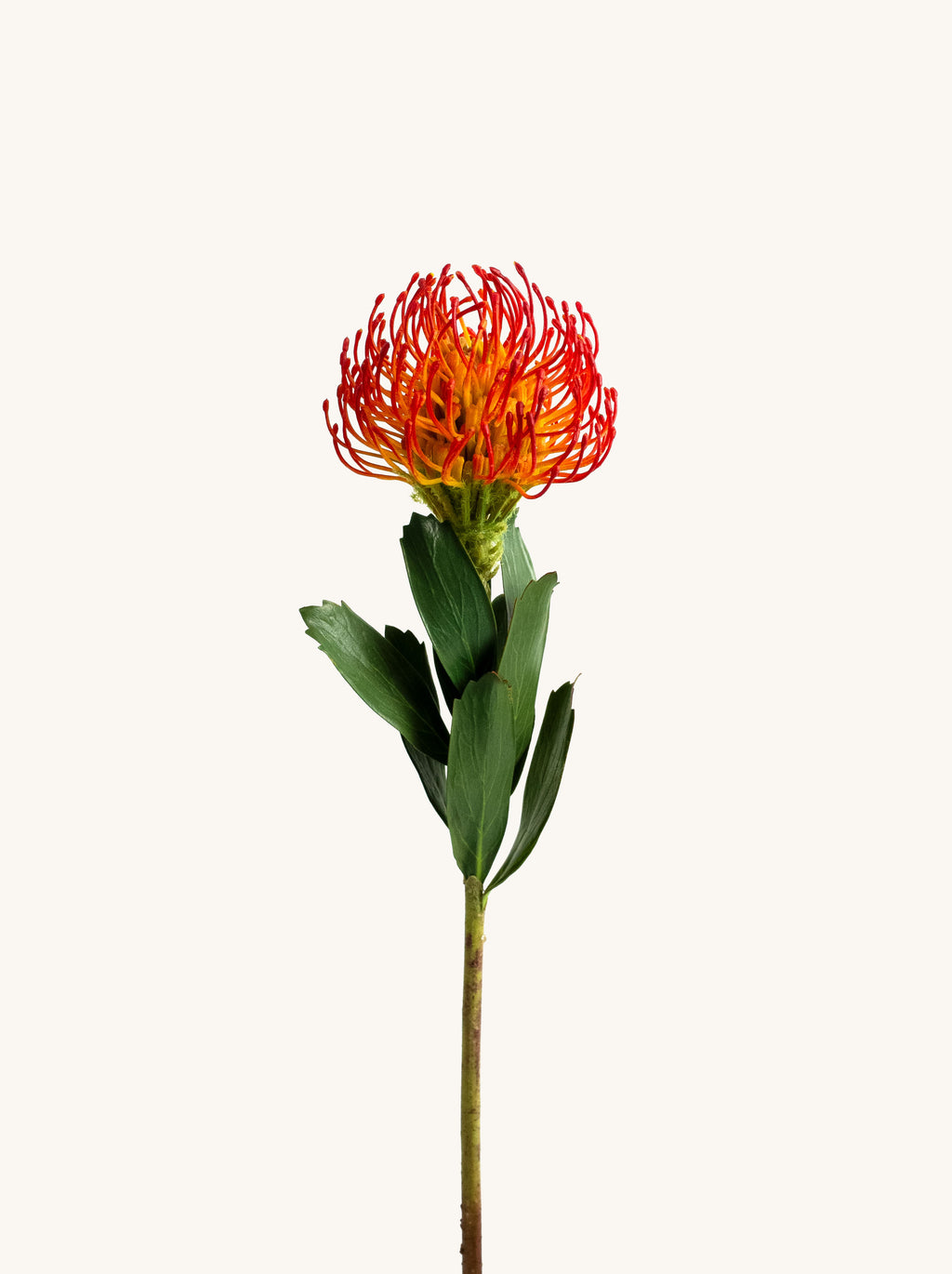 Orange Faux Pincushion Needle Flower - 25"