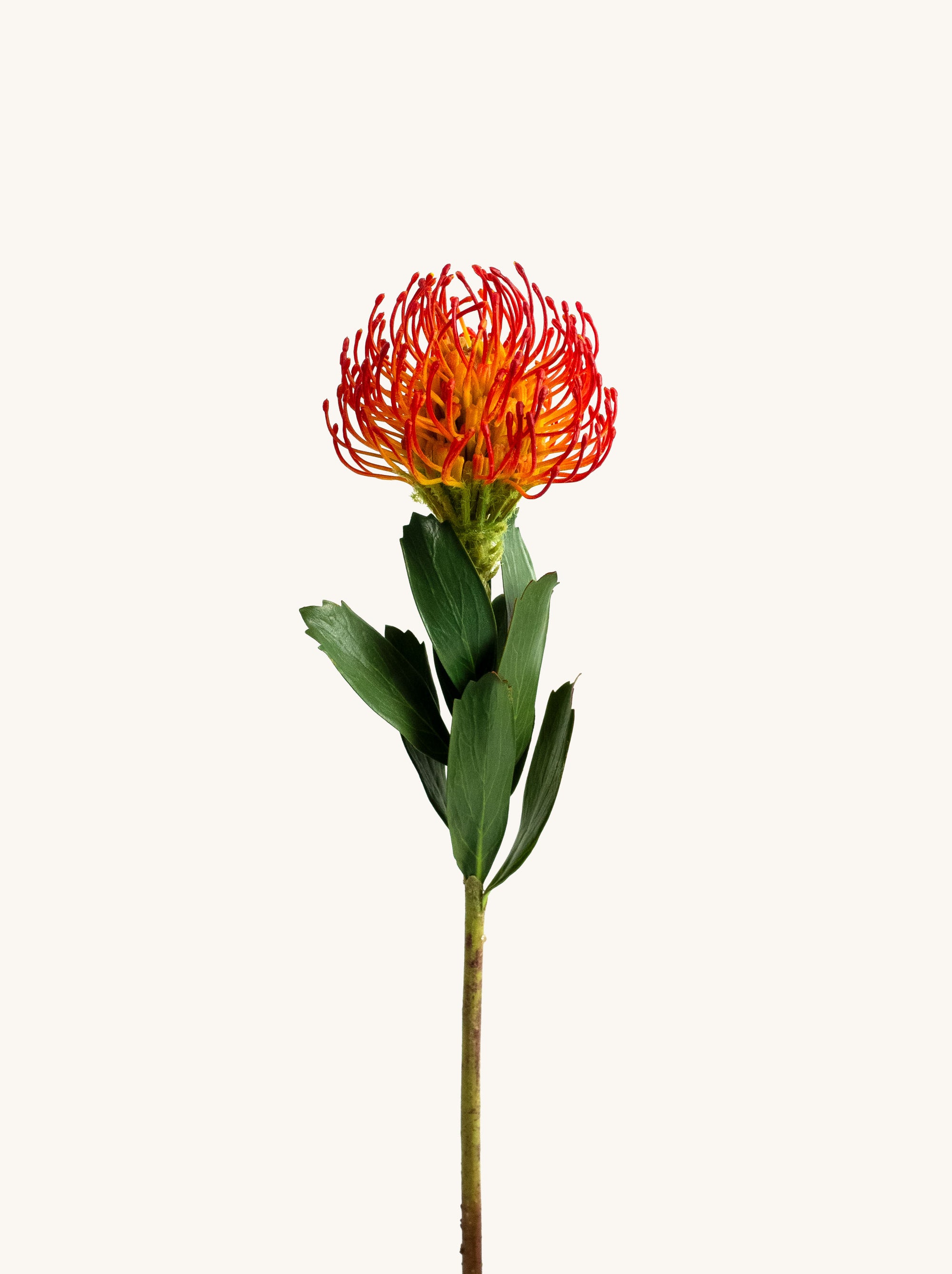 Orange Faux Pincushion Needle Flower - 25"