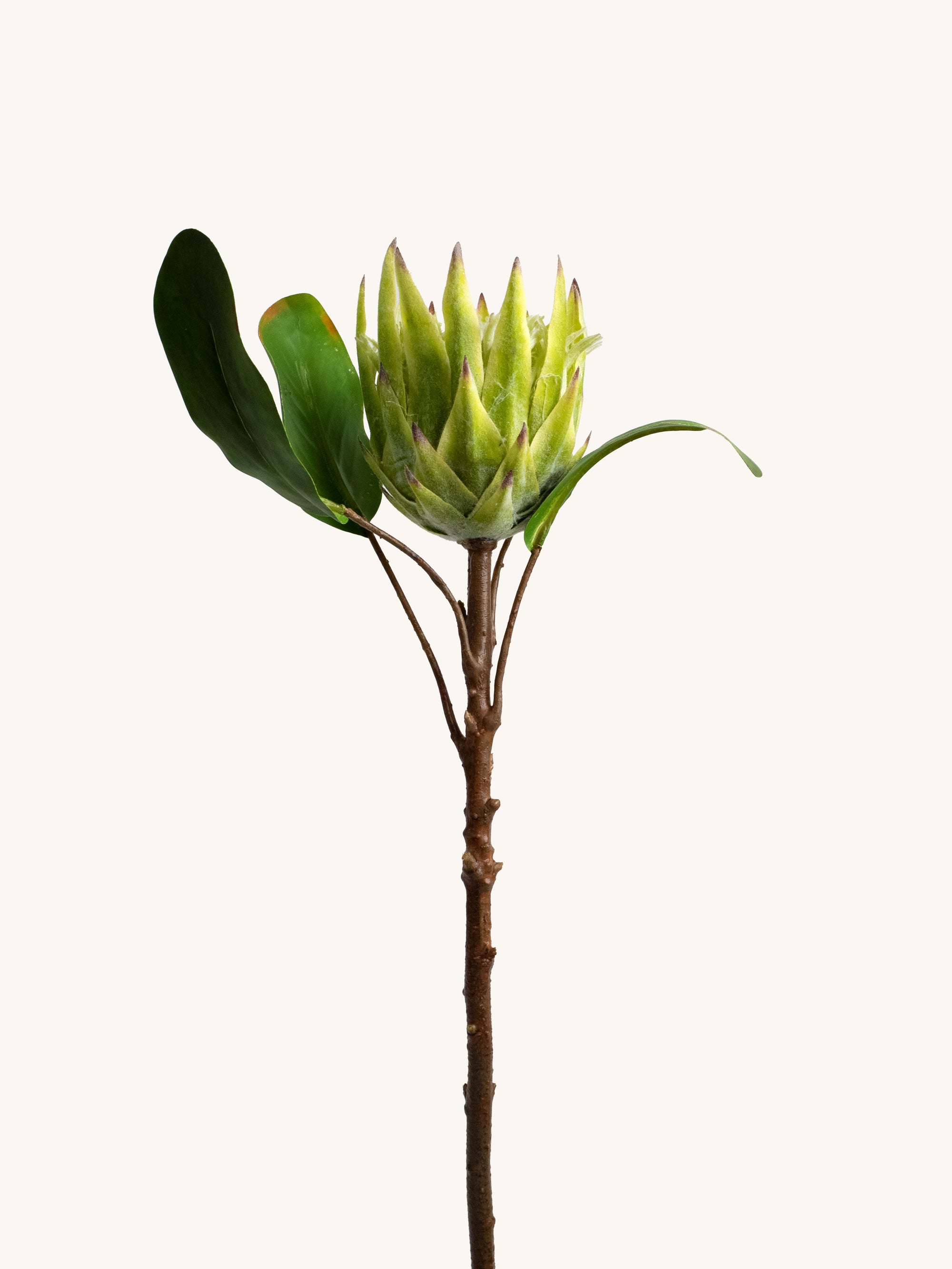 Green Faux Diamond Crown Protea - 20.5"