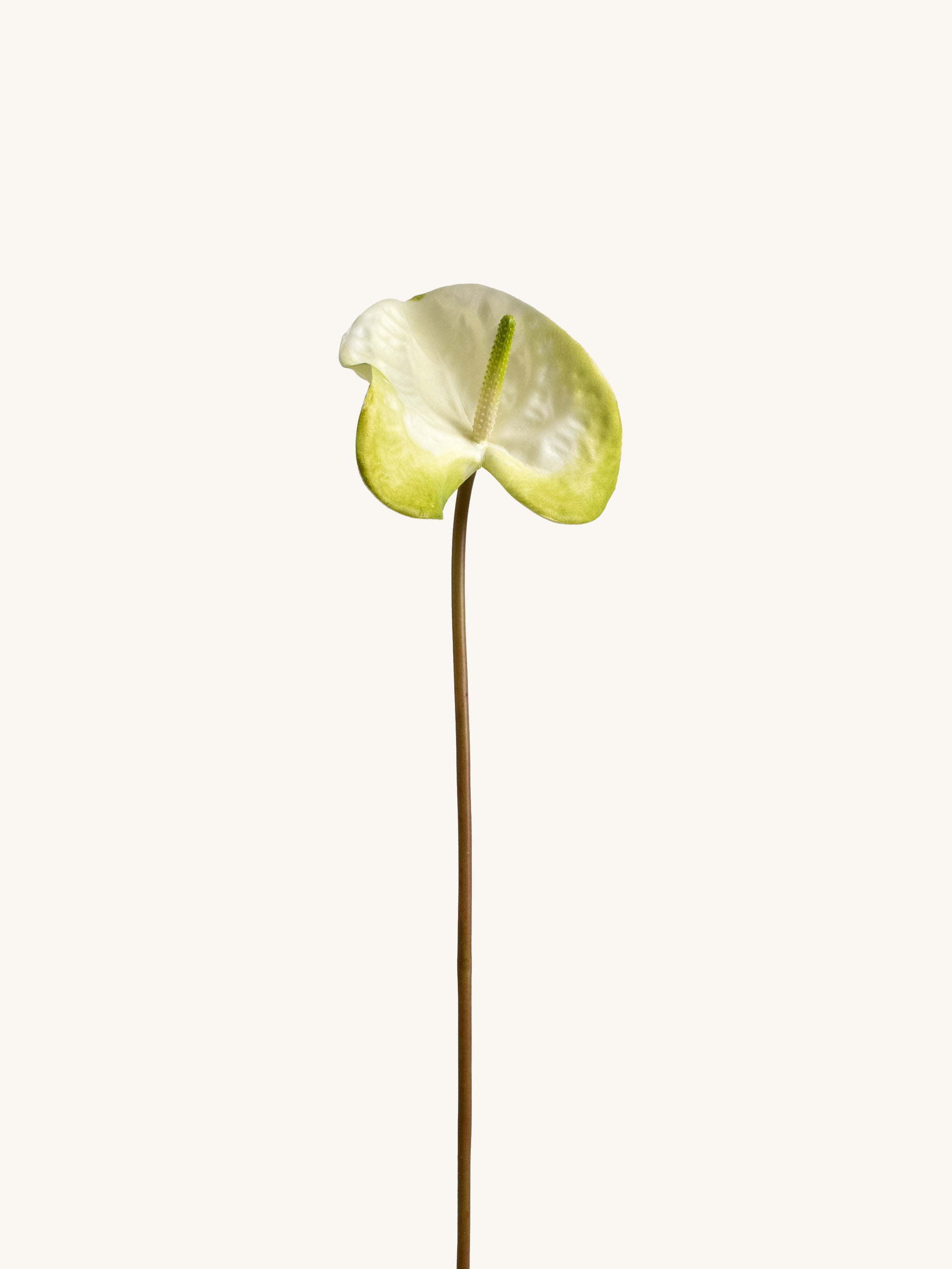 White & Light Green Artificial Tropical Anthurium - 23"