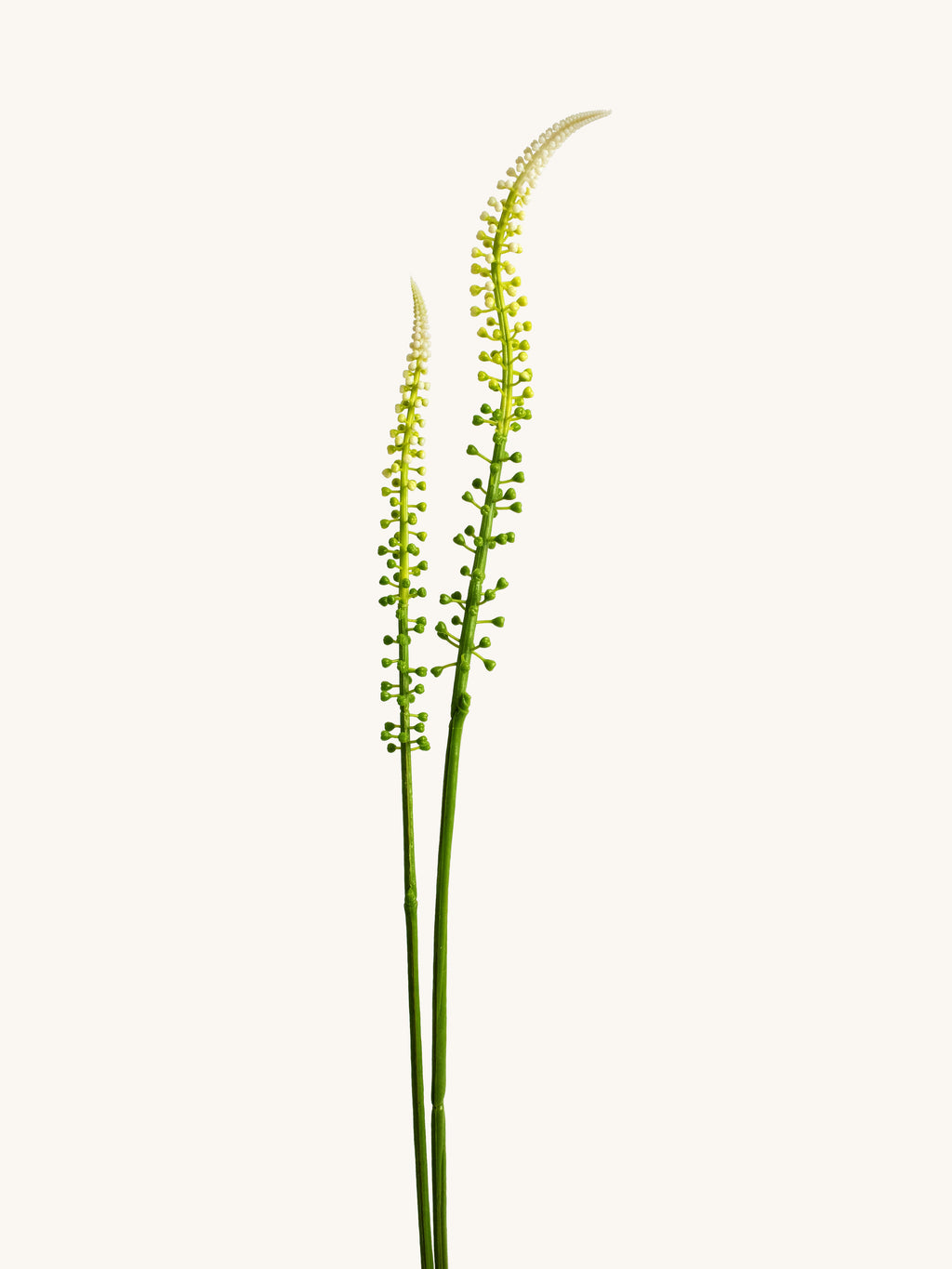 Light Green Artificial Scorzonera Spike - 30"