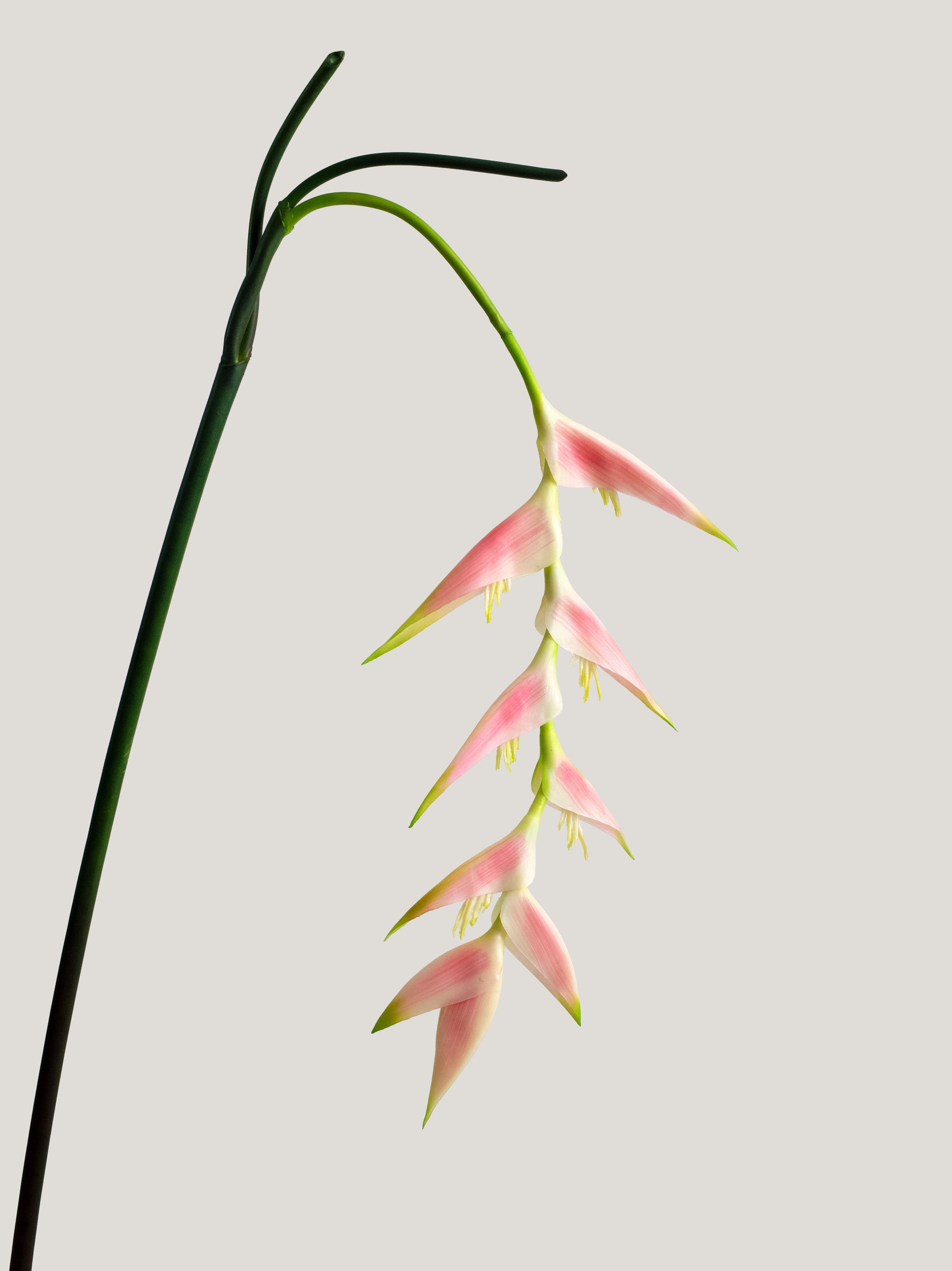 Pink Artificial Heliconia Tropical Flower - 37.5"