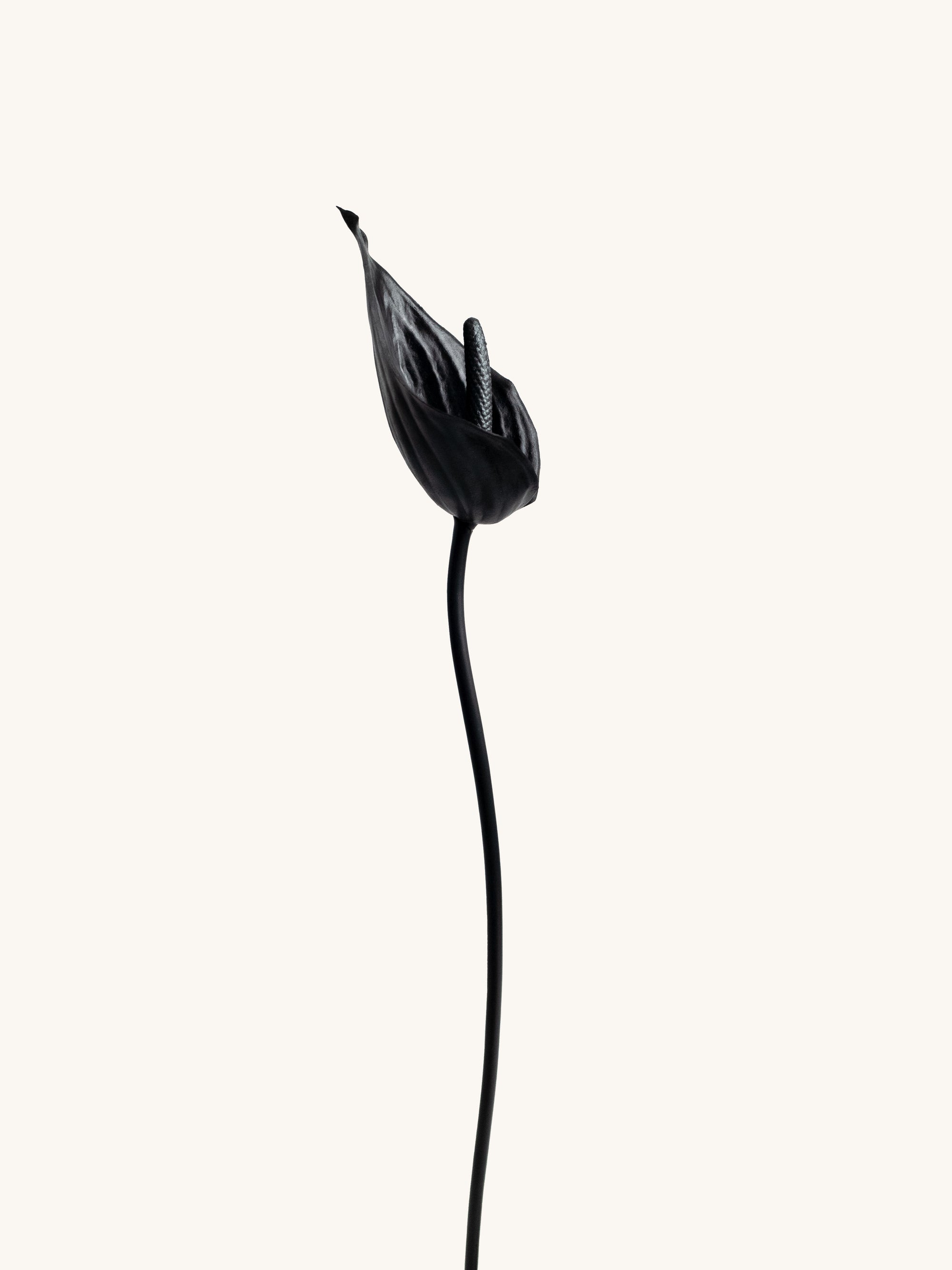 Pure Black Artificial Tropical Anthurium - 23"