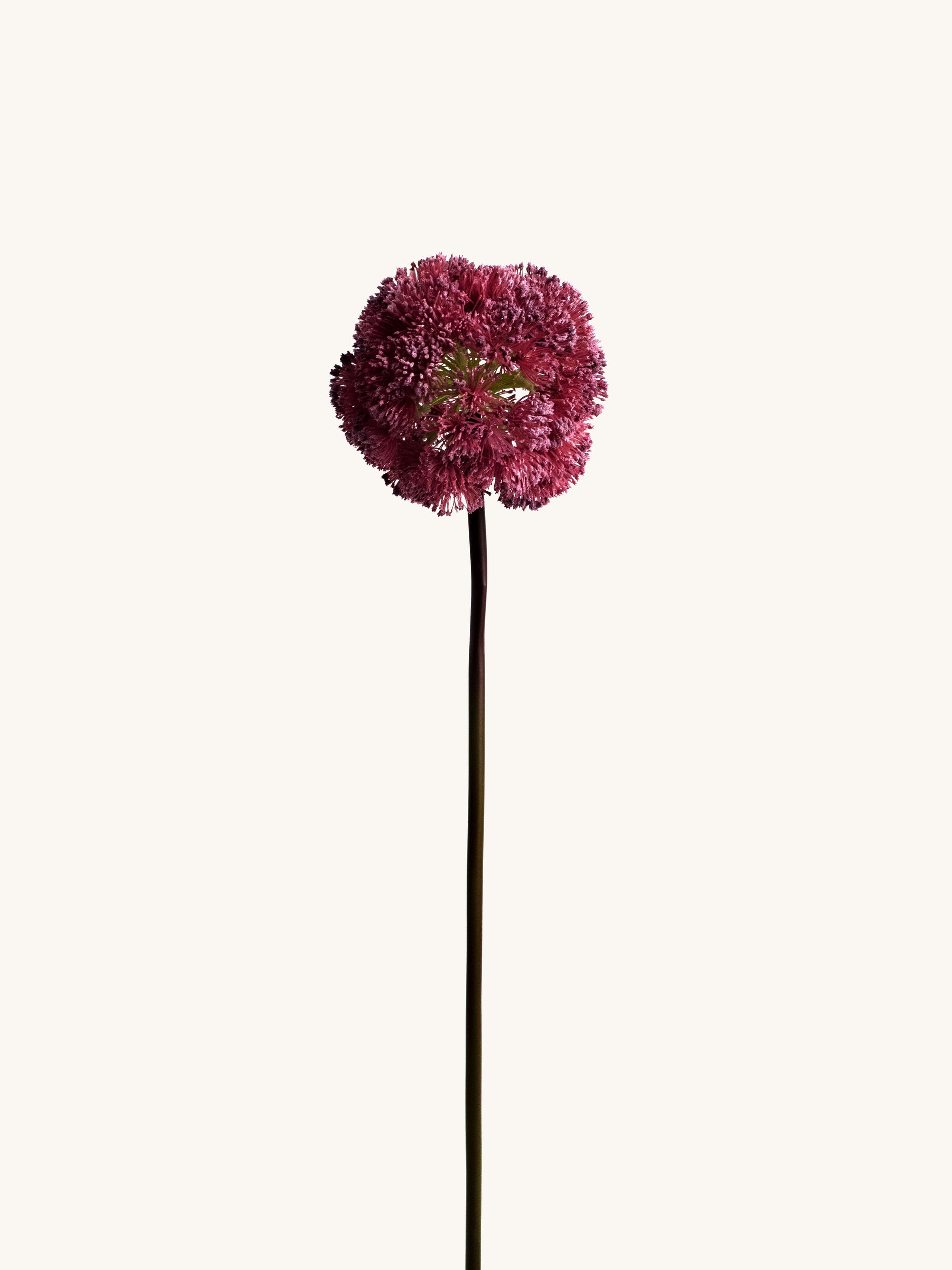 Burgundy Artificial Allium Ball