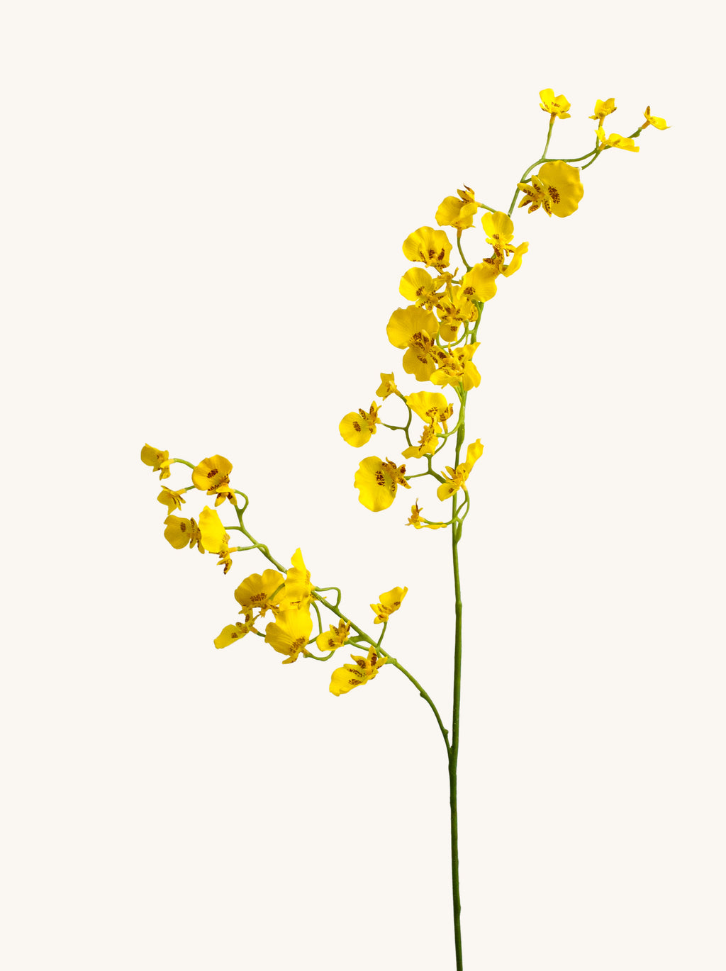 Lemon Yellow Faux Dancing Lady Orchid Branch - 31.5“