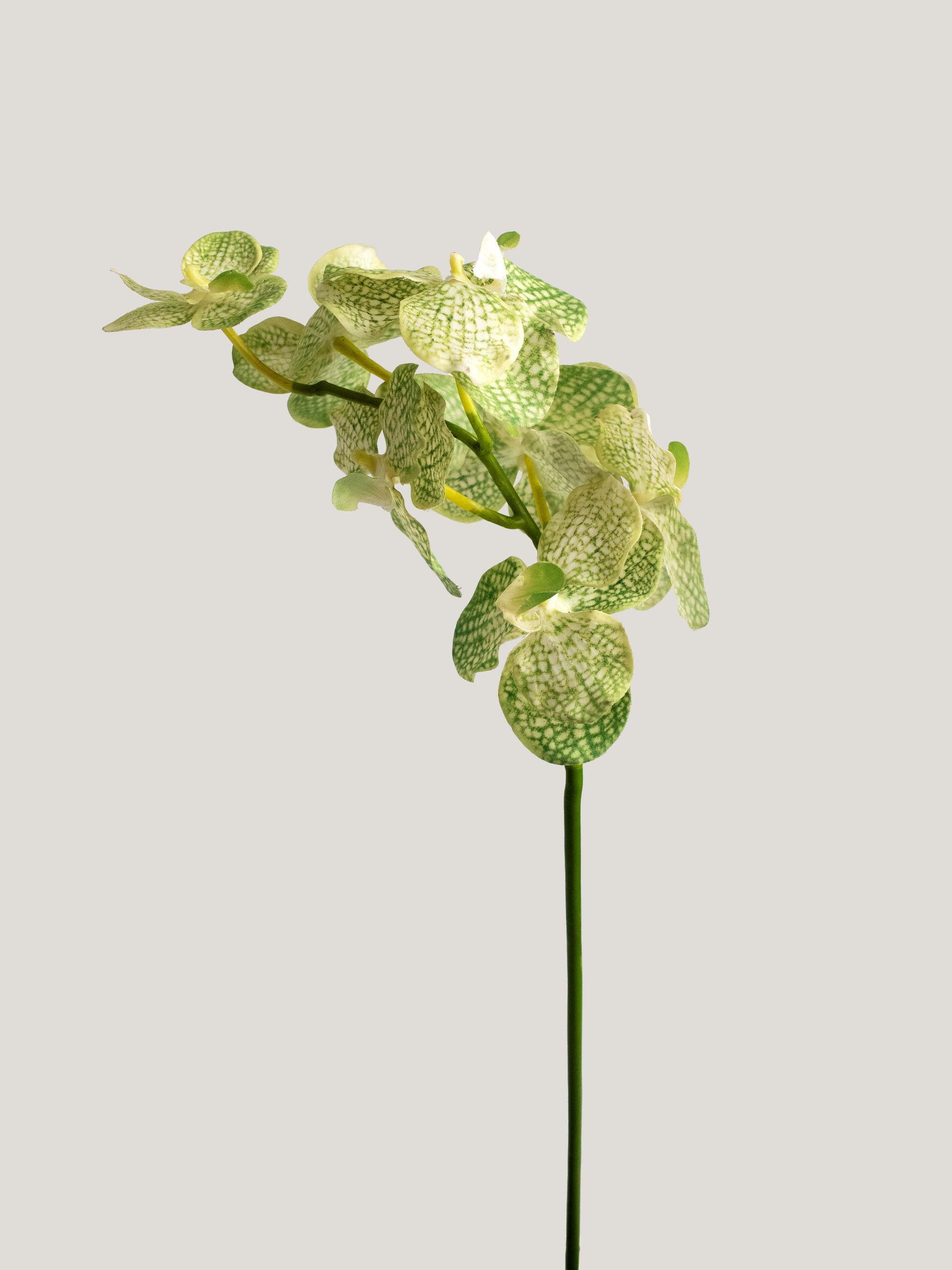 Light Green Real-Touch Artificial Vanda Orchid - 22"