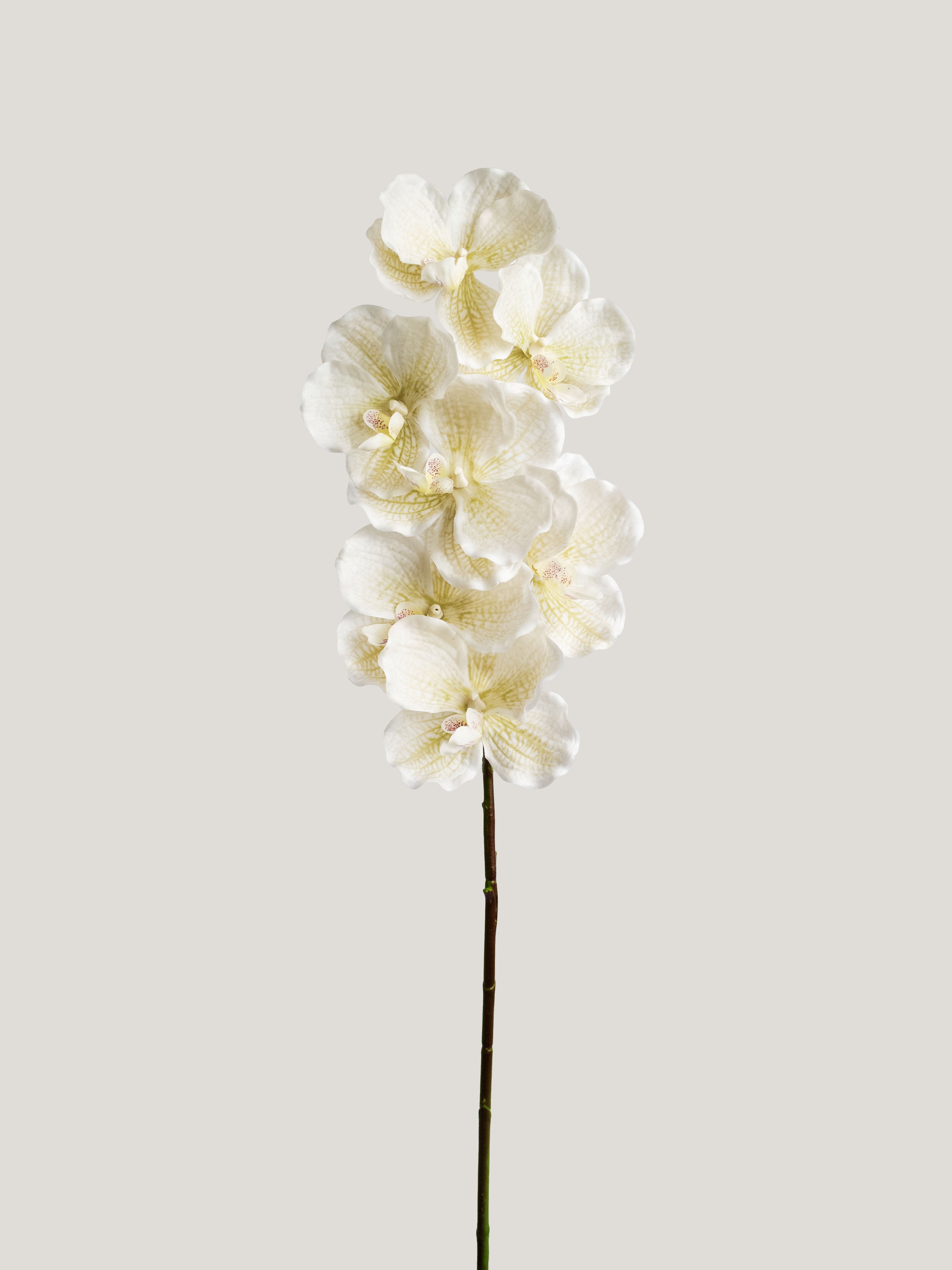 Beige Real-Touch Faux Vanda Orchid - 31.5"