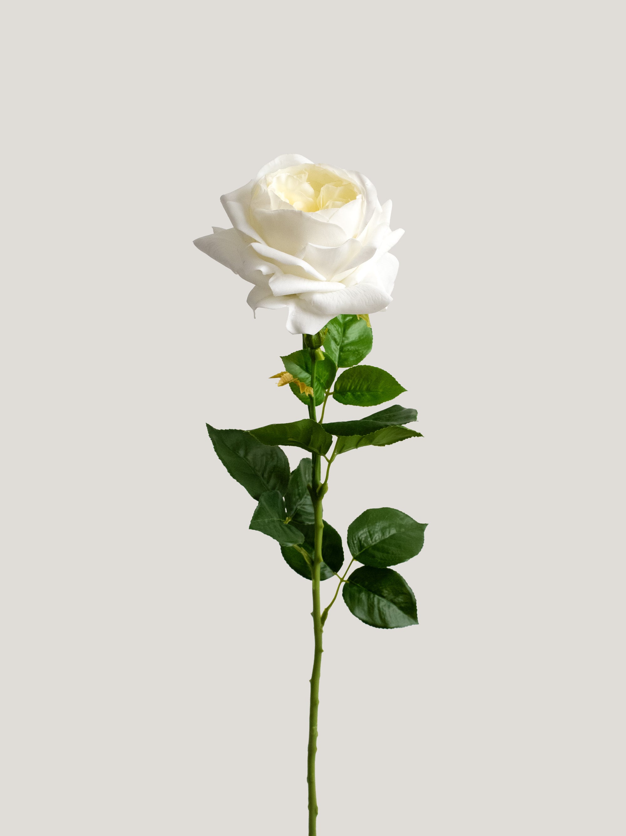 White Artificial Real Touch Austin Rose - 29"