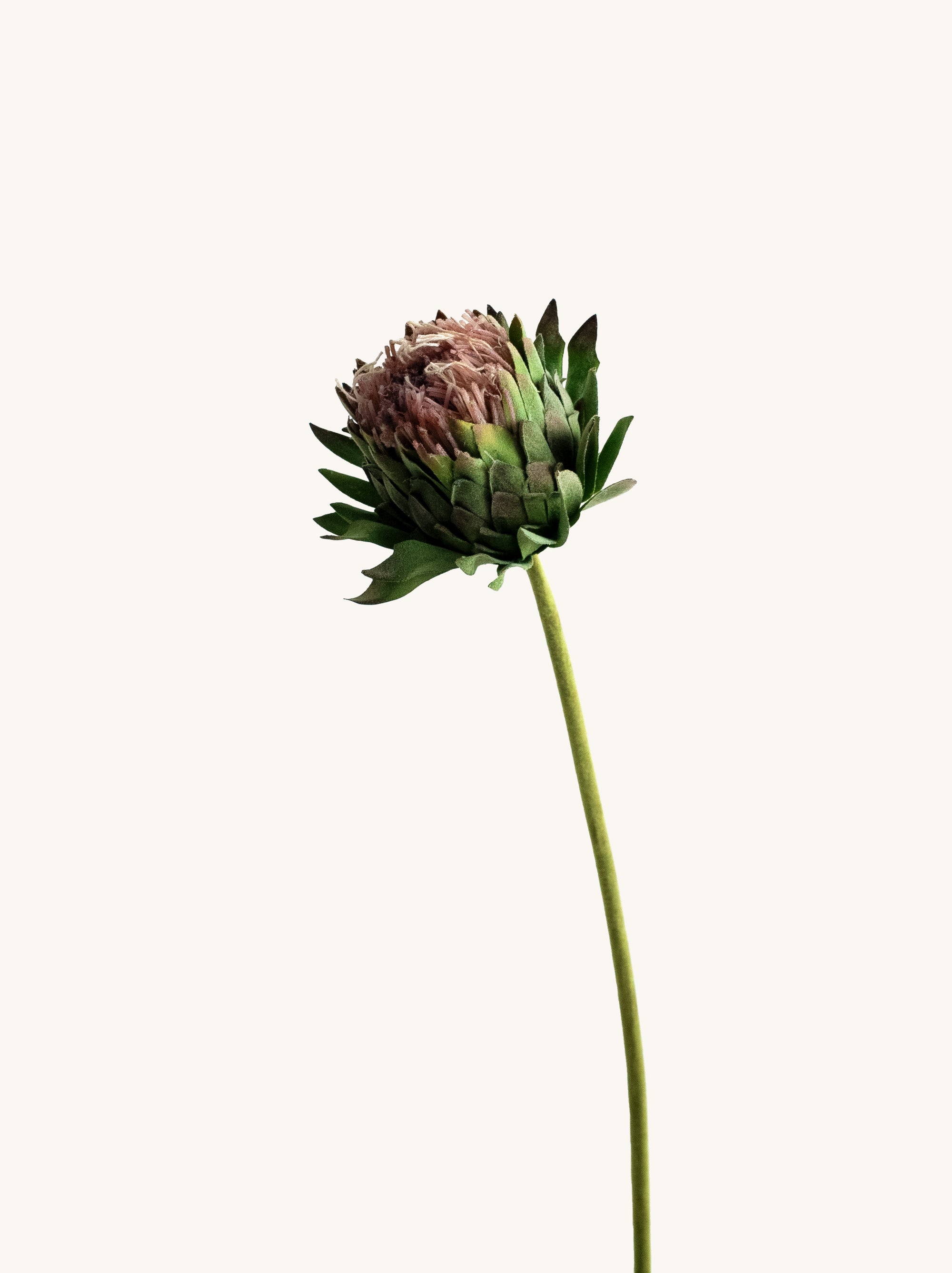 Blush Green Artificial King Protea - 25"