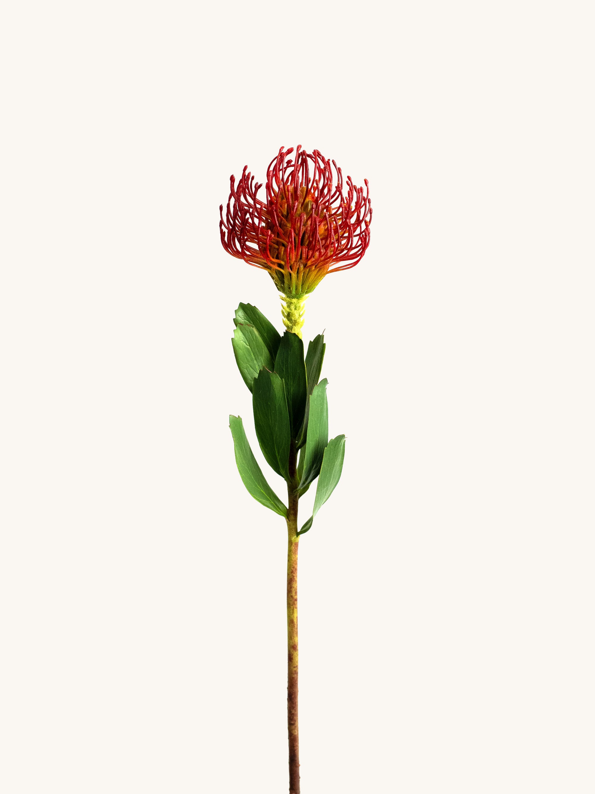 Maroon Faux Pincushion Needle Flower - 25"