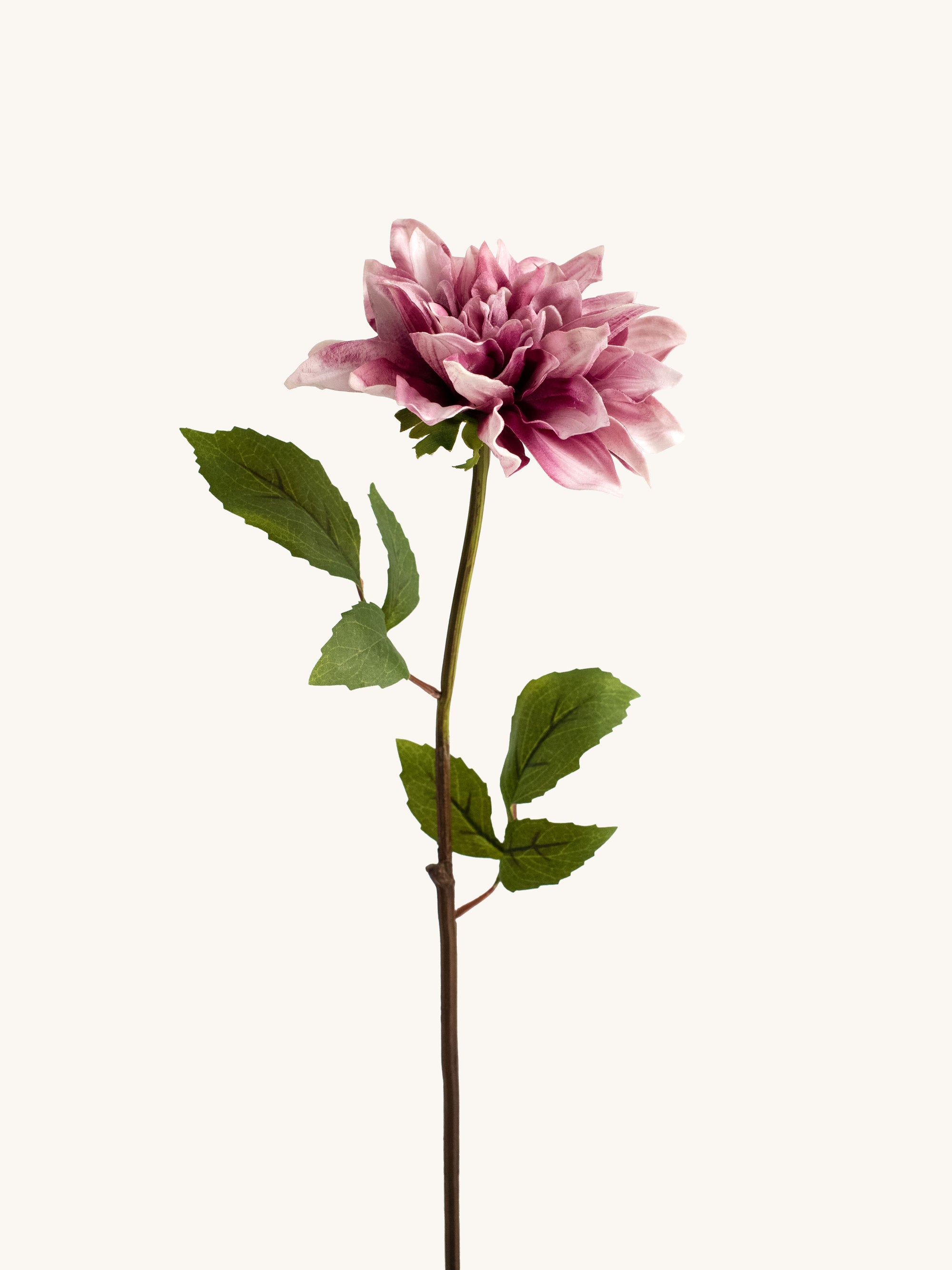 Pink artificial Dahlia with green leaves on a white background