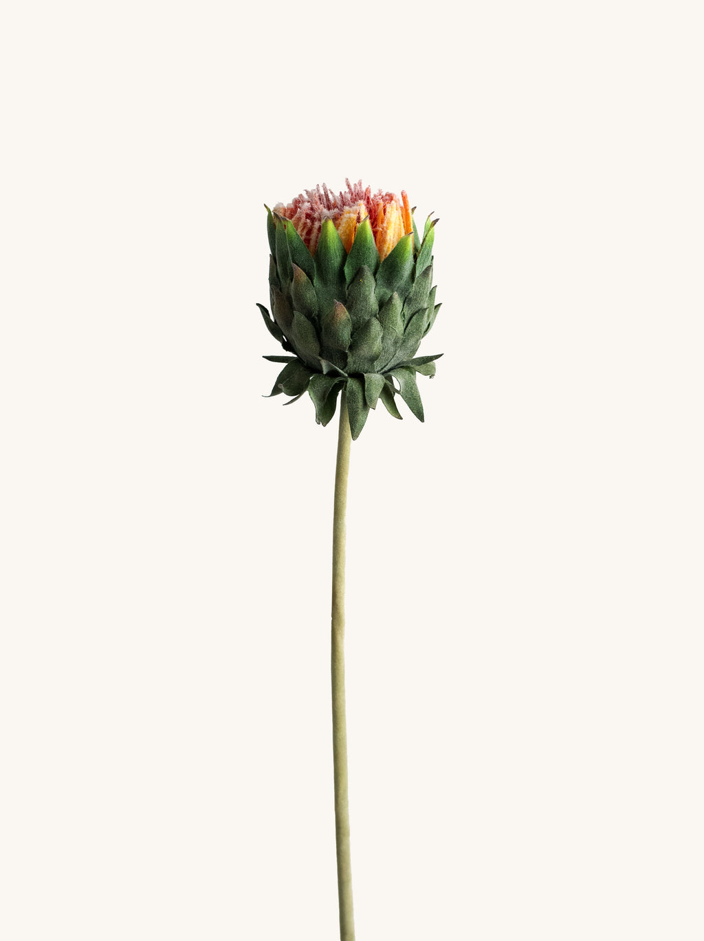 Rust Orange Artificial King Protea - 25"