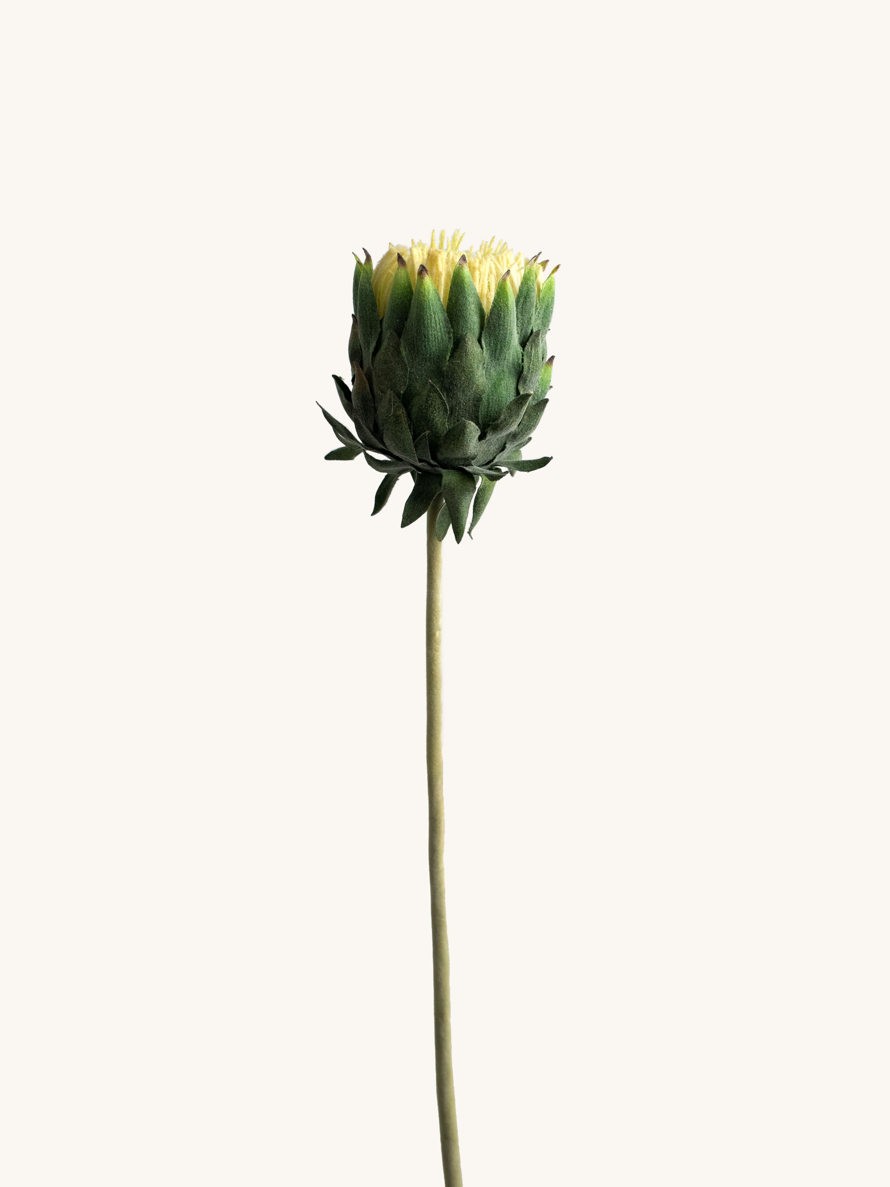 Beige Artificial King Protea - 25"