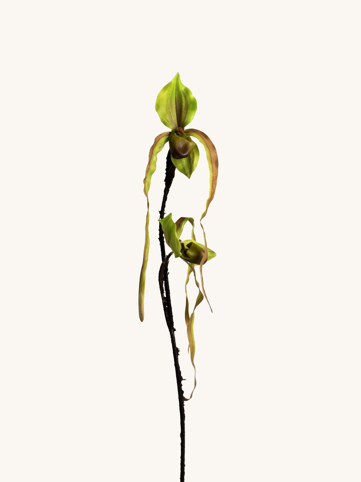 Green Faux Long-Petaled Lady’s Slipper Orchid - 29"