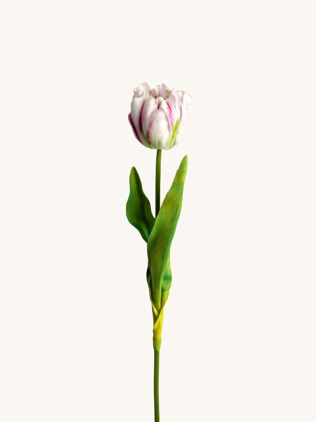 White Blush Real Touch Artificial Rococo Tulip - 24"