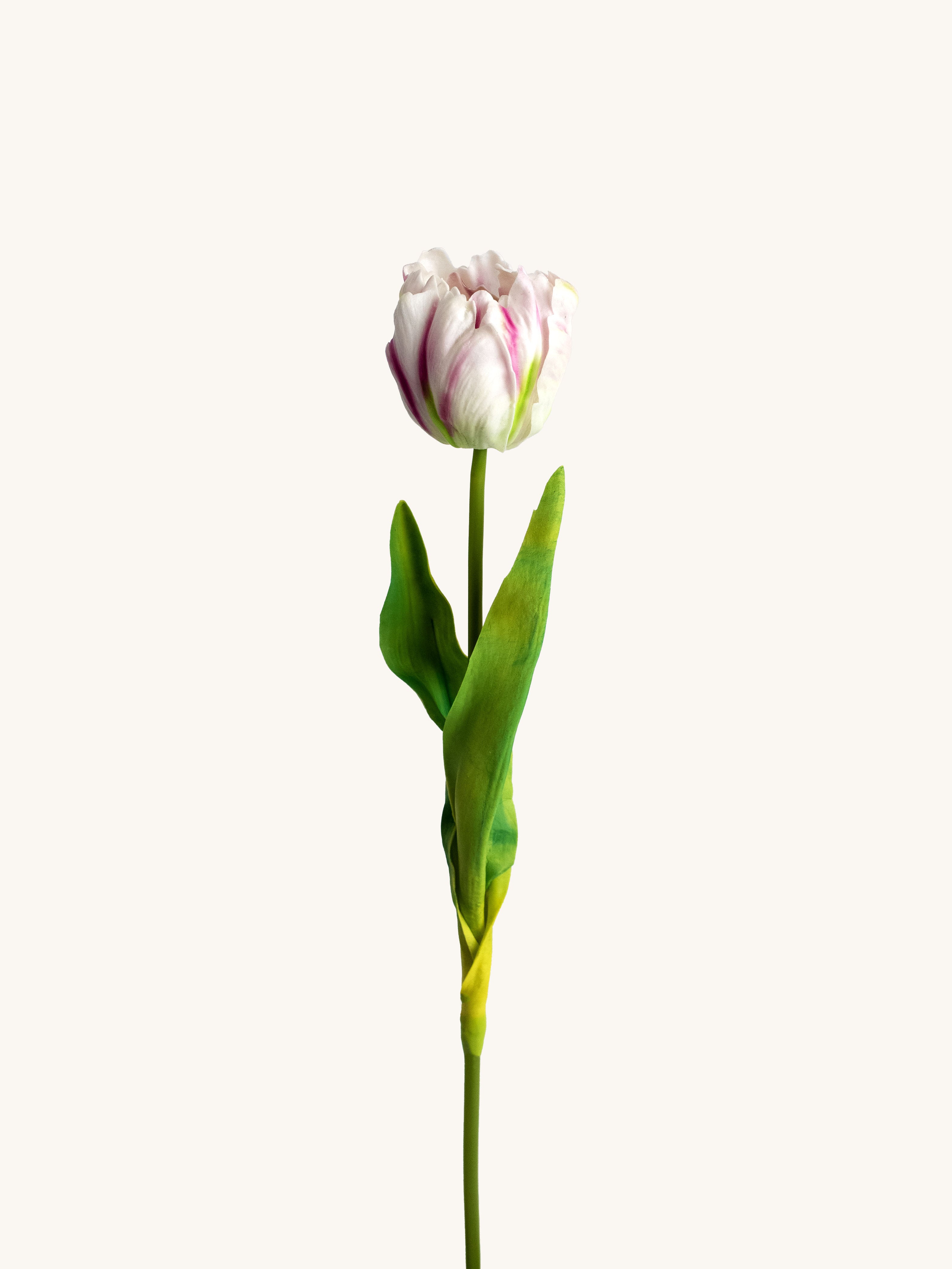White Blush Real Touch Artificial Rococo Tulip - 24"