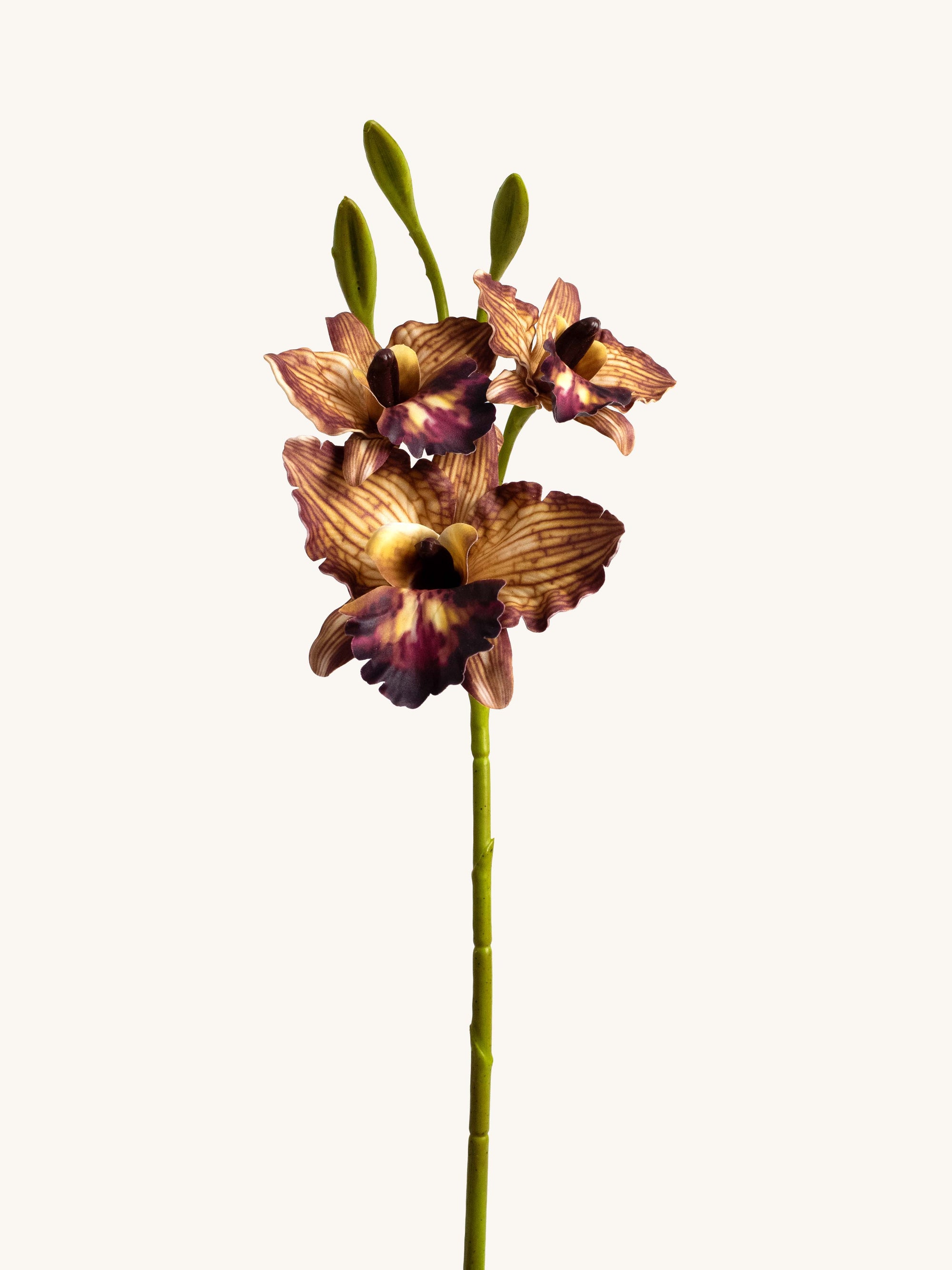 Brown Faux Cymbidium Cattleya Orchid - 20"