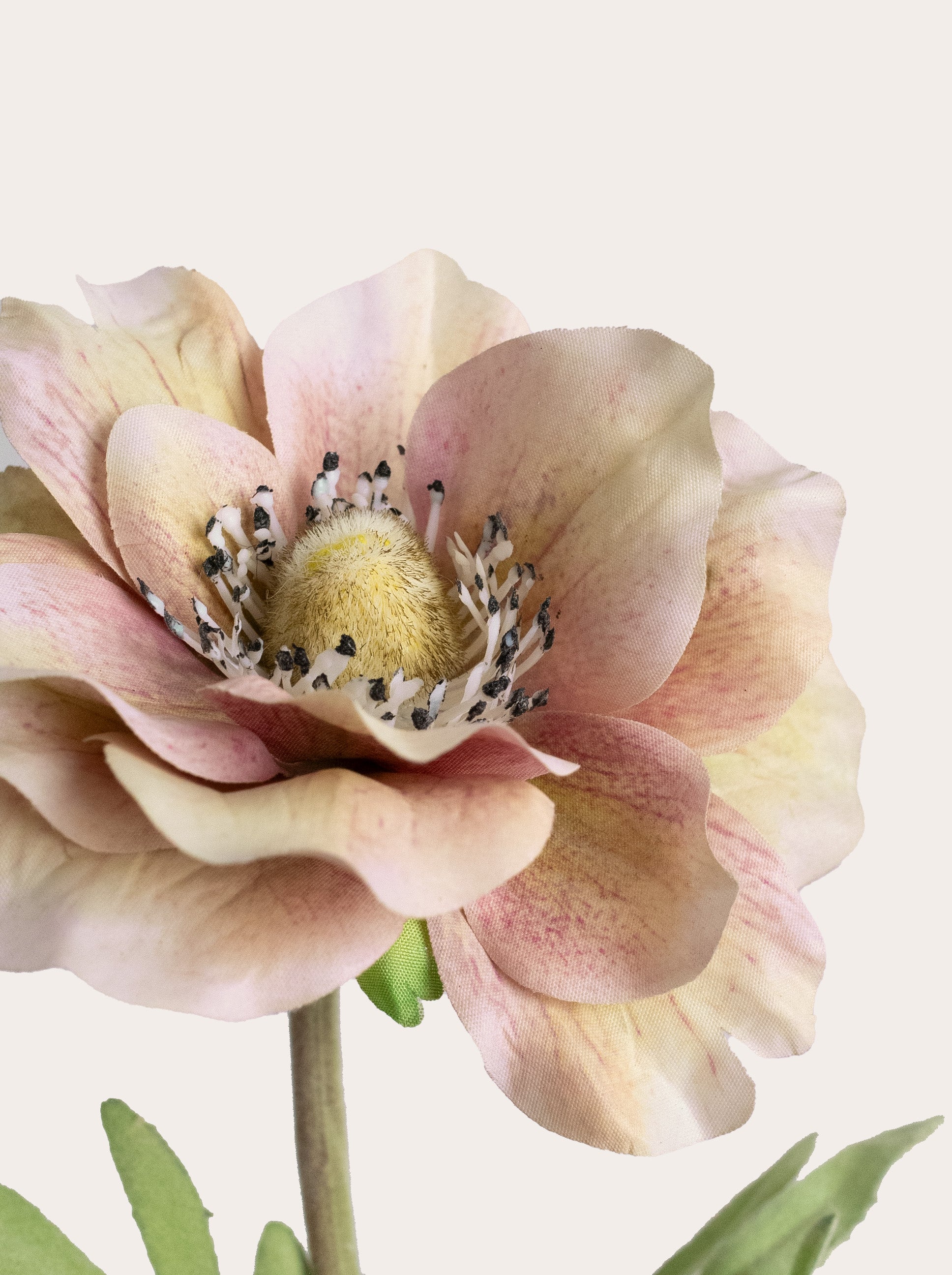Faux Champagne Blush Anemone - 17“