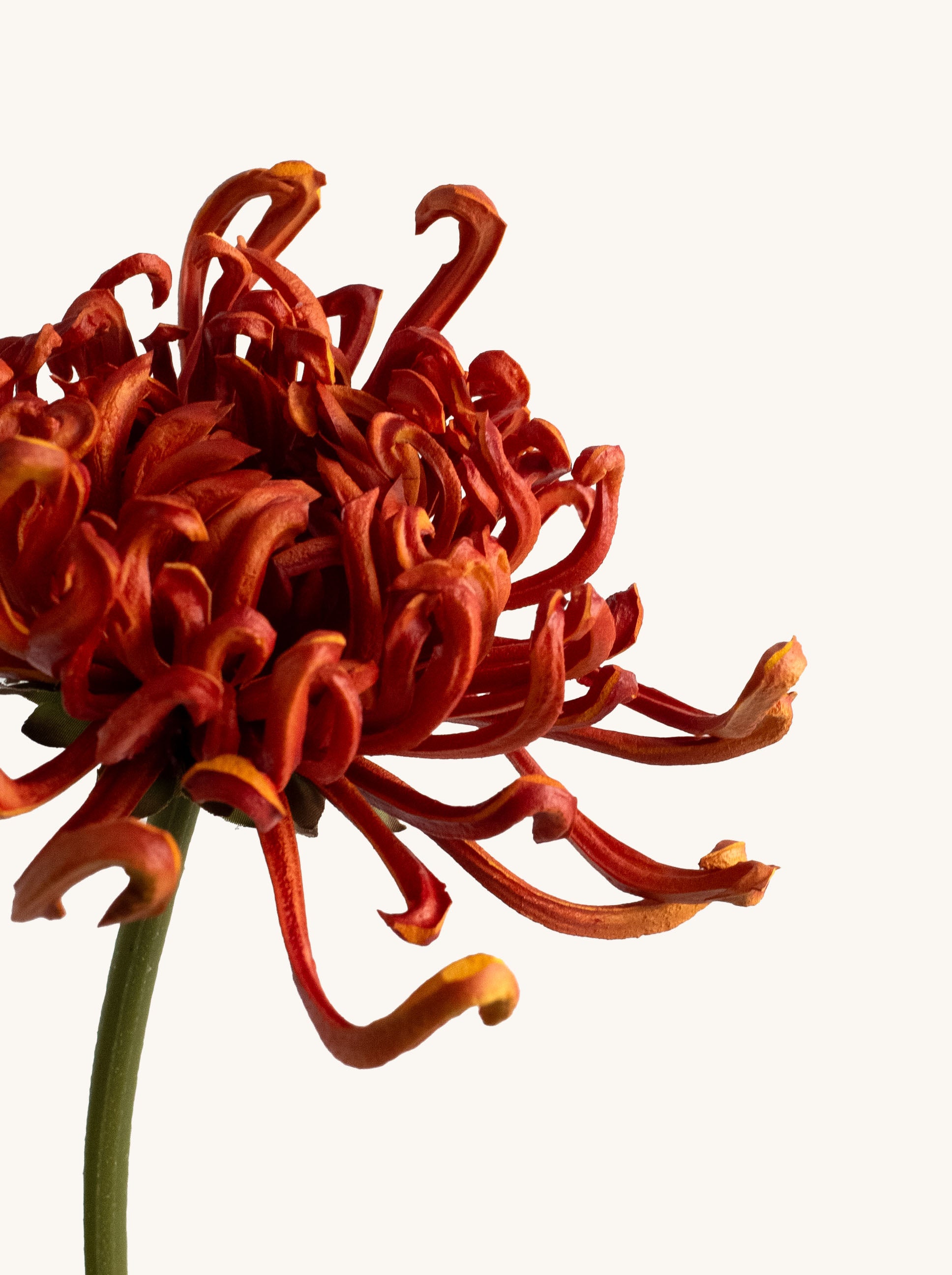 Orange Artificial Royal Chrysanthemum - 27"