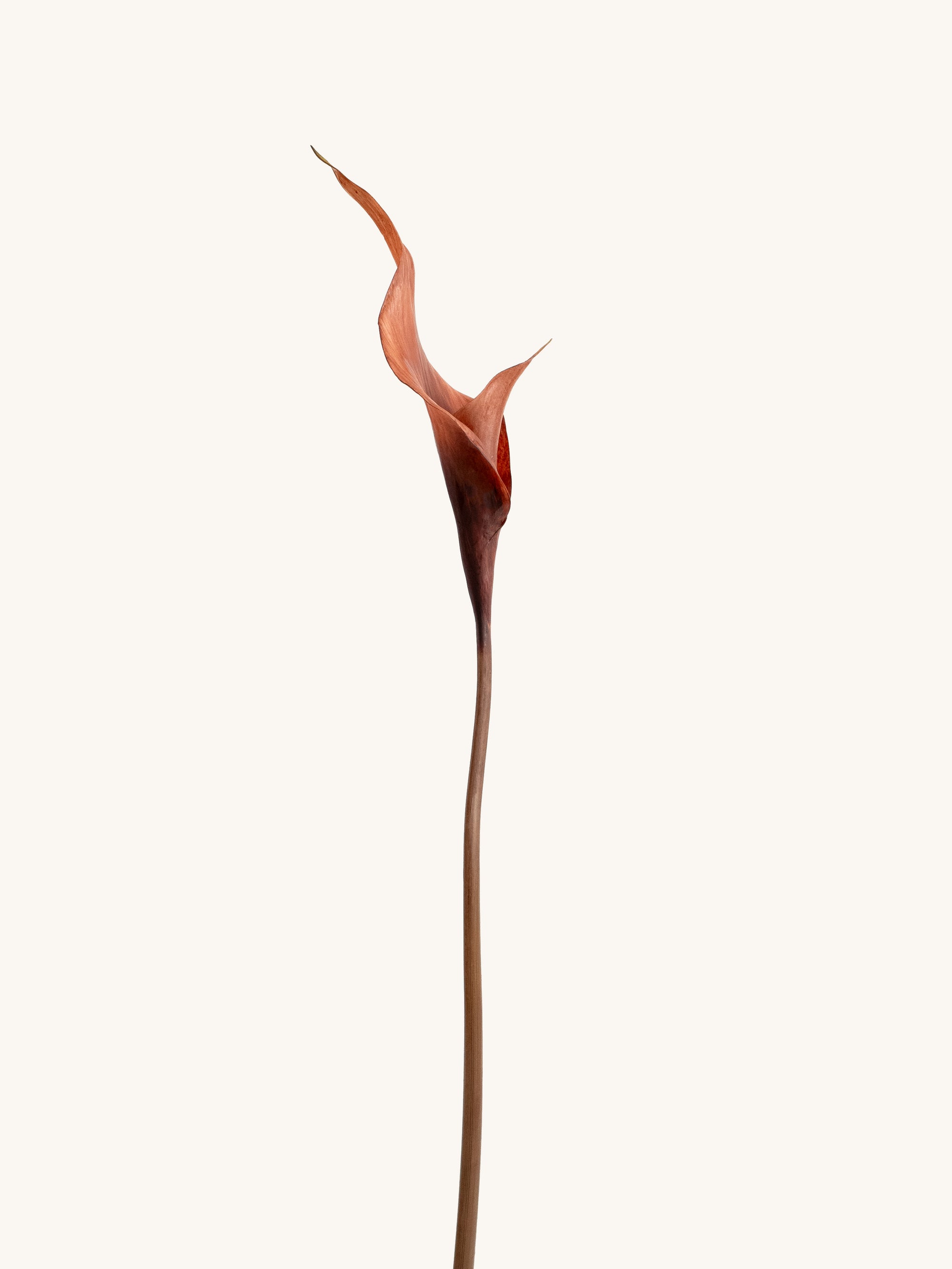 Brown Artificial Calla Lily - 26.5"