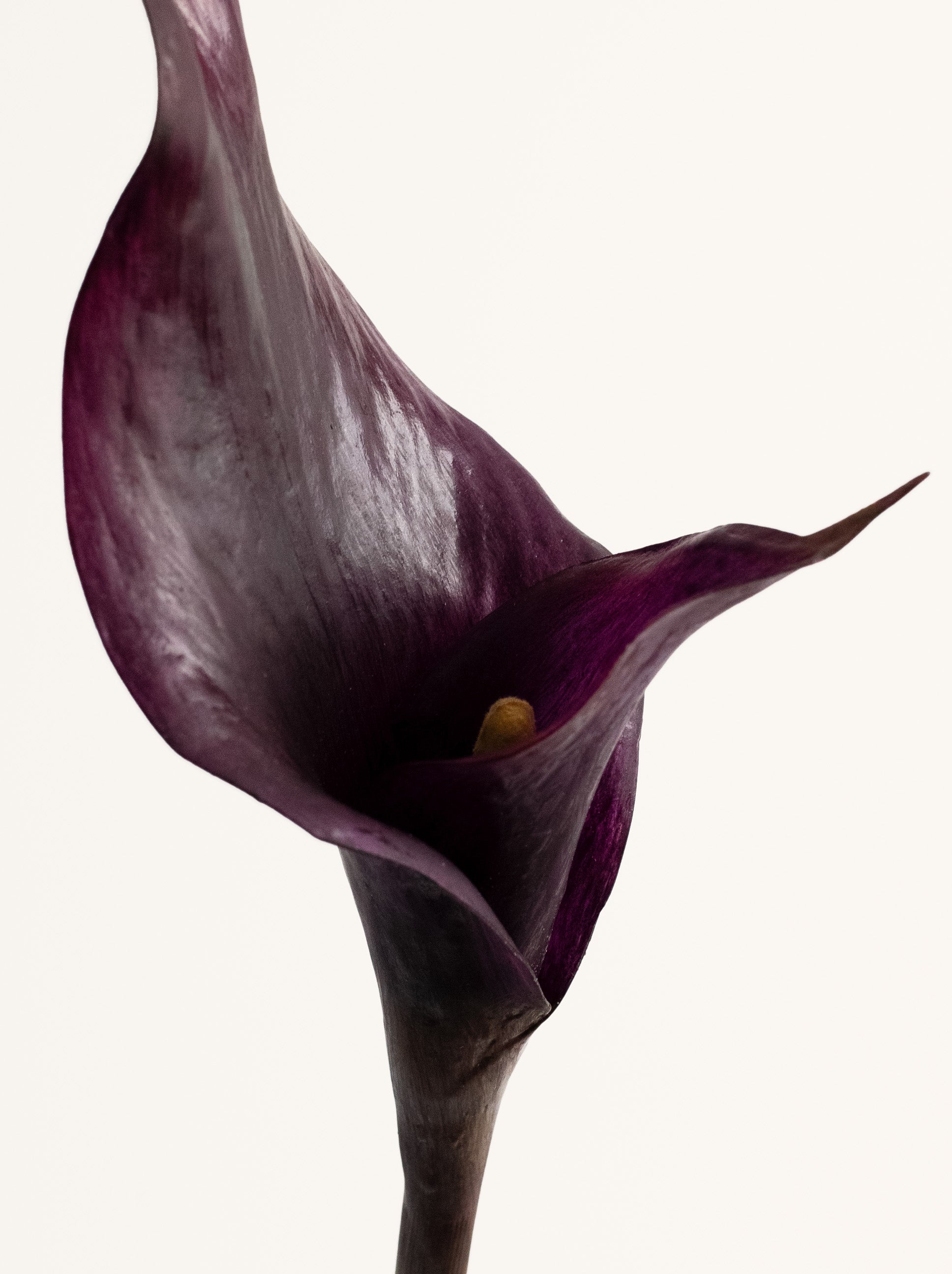 Black Purple Artificial Calla Lily - 26.5"