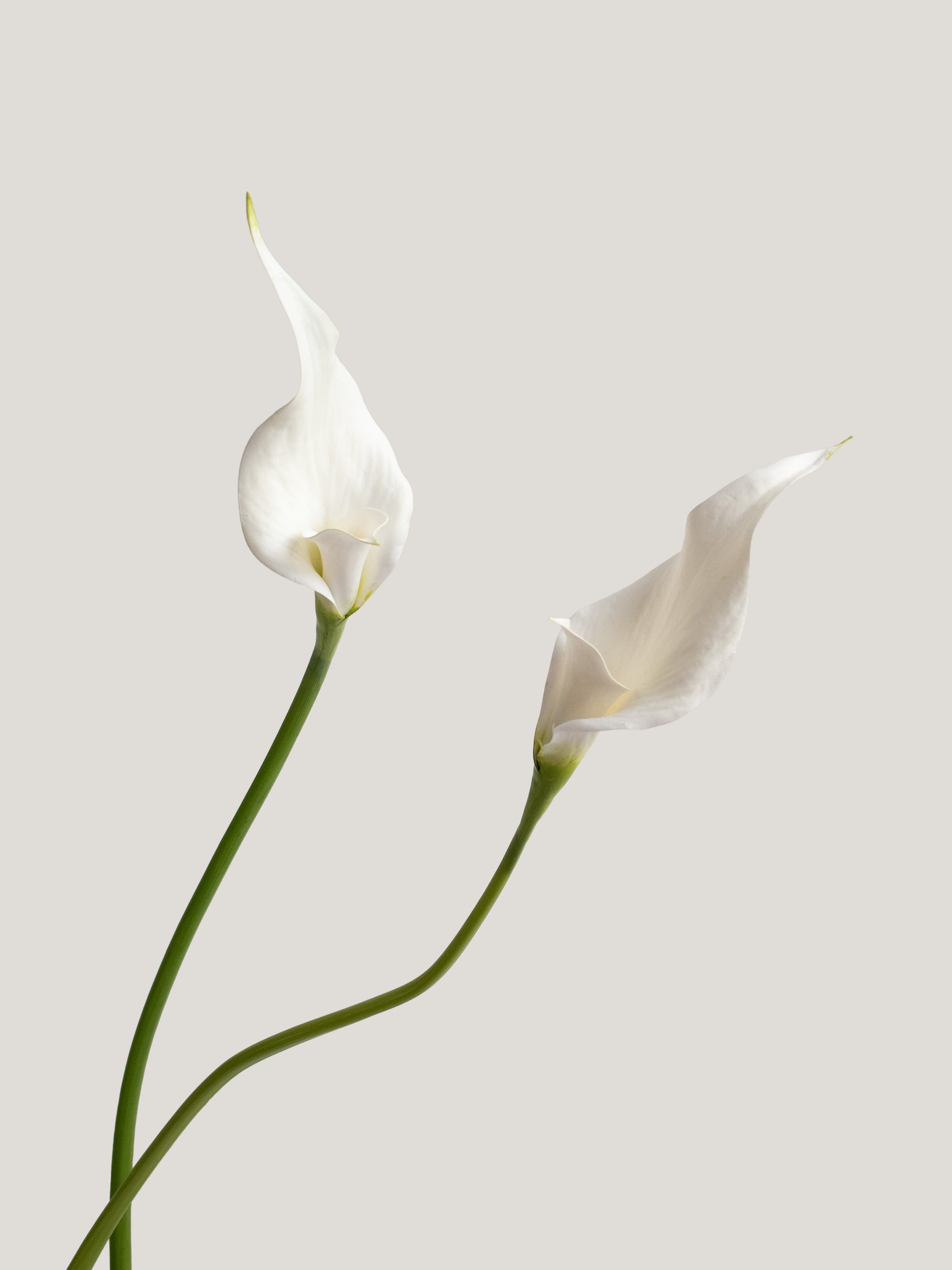 White Artificial Calla Lily - 26.5"