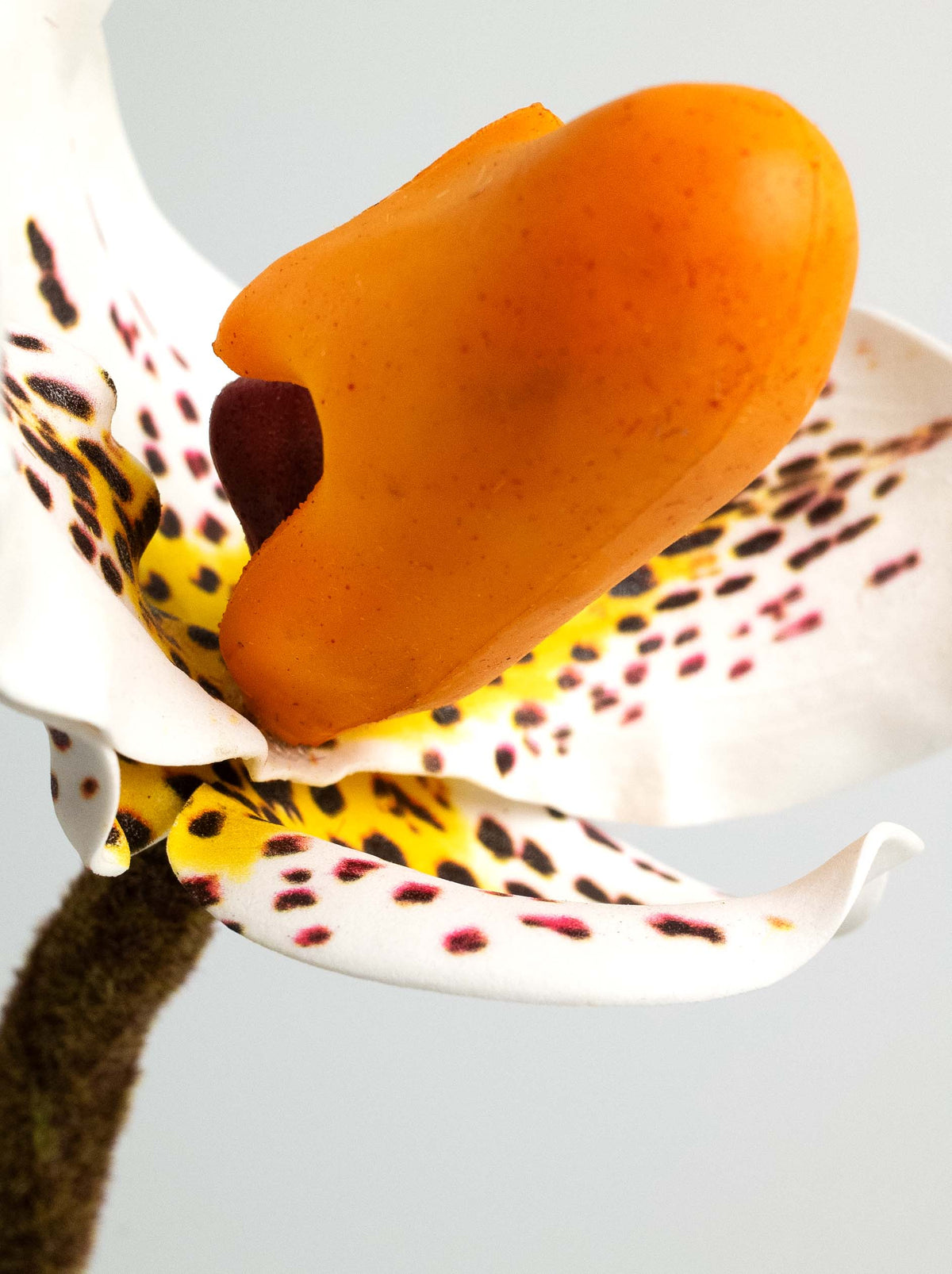 Faux Leopard Lady's Slipper Orchid- 19.5“