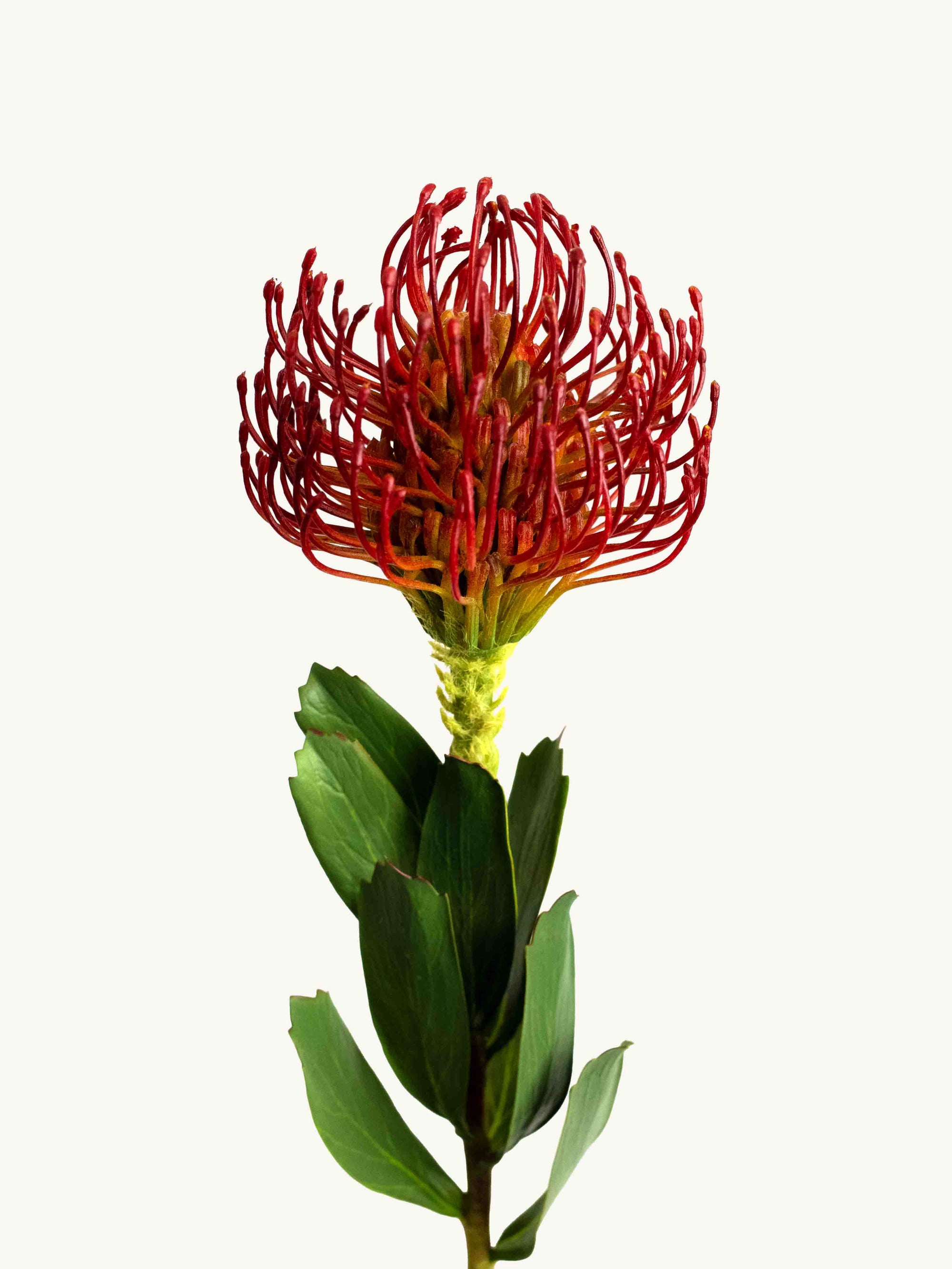 Maroon Faux Pincushion Needle Flower - 25"