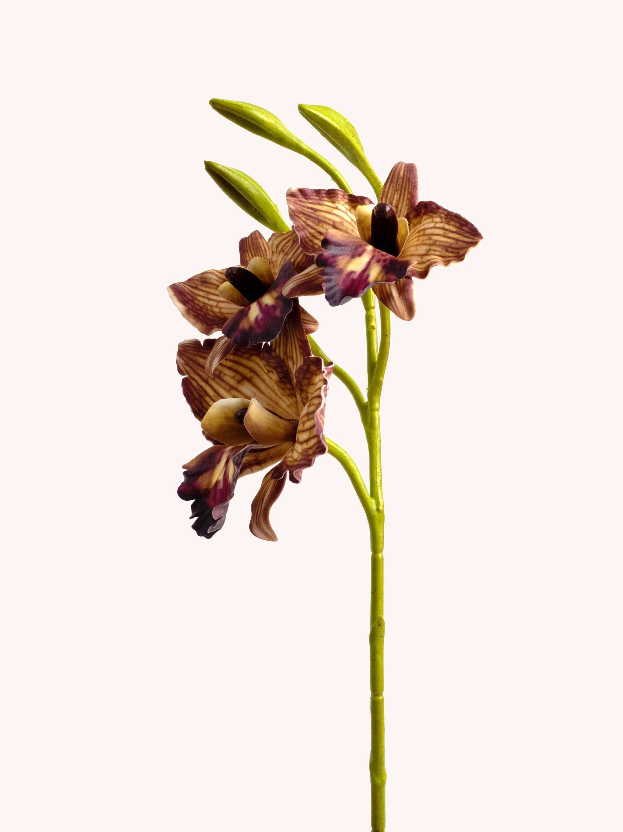 Brown Faux Cymbidium Cattleya Orchid - 20"