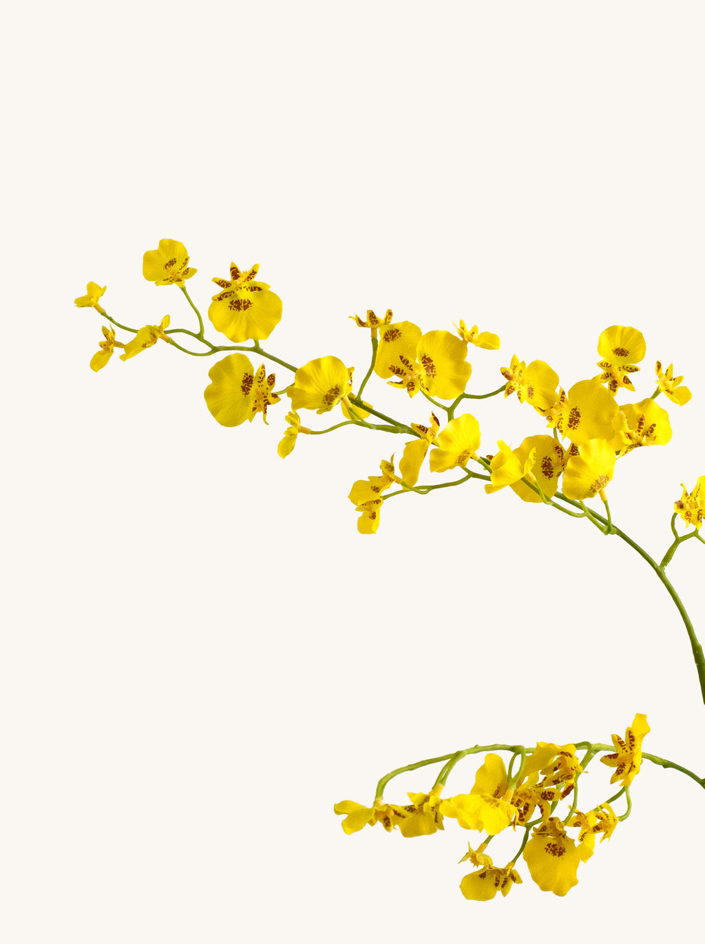 Lemon Yellow Faux Dancing Lady Orchid Branch - 31.5“