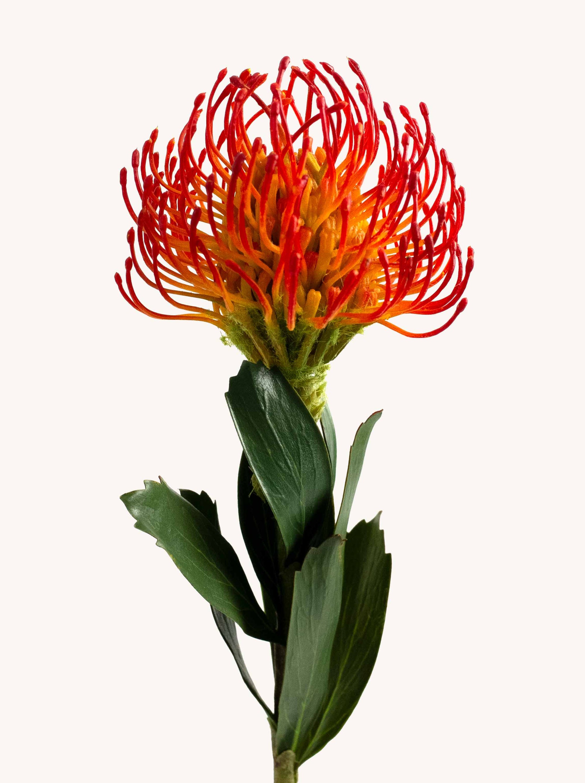 Orange Faux Pincushion Needle Flower - 25"