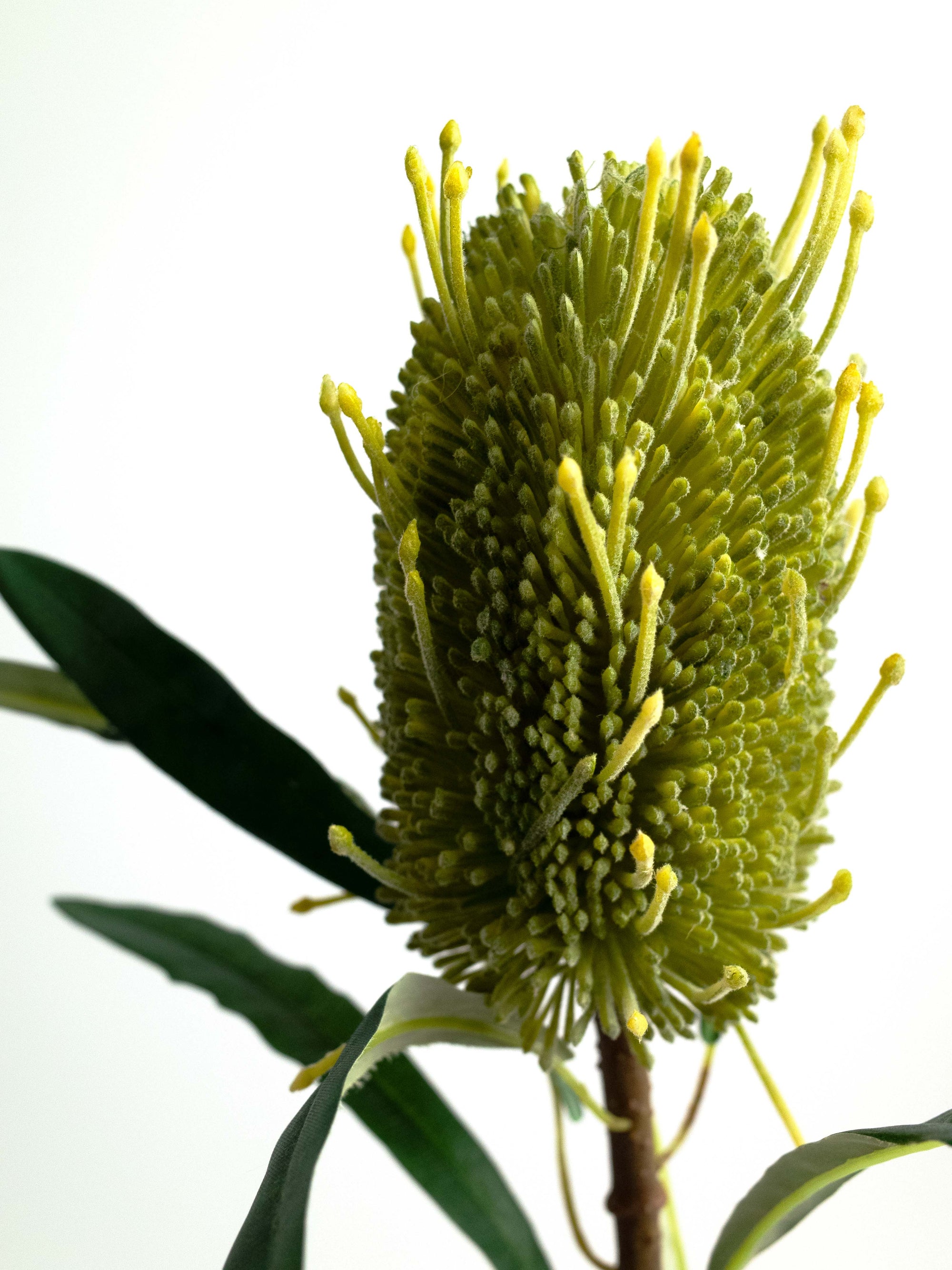 Green Artificial Banksia - 23.5"