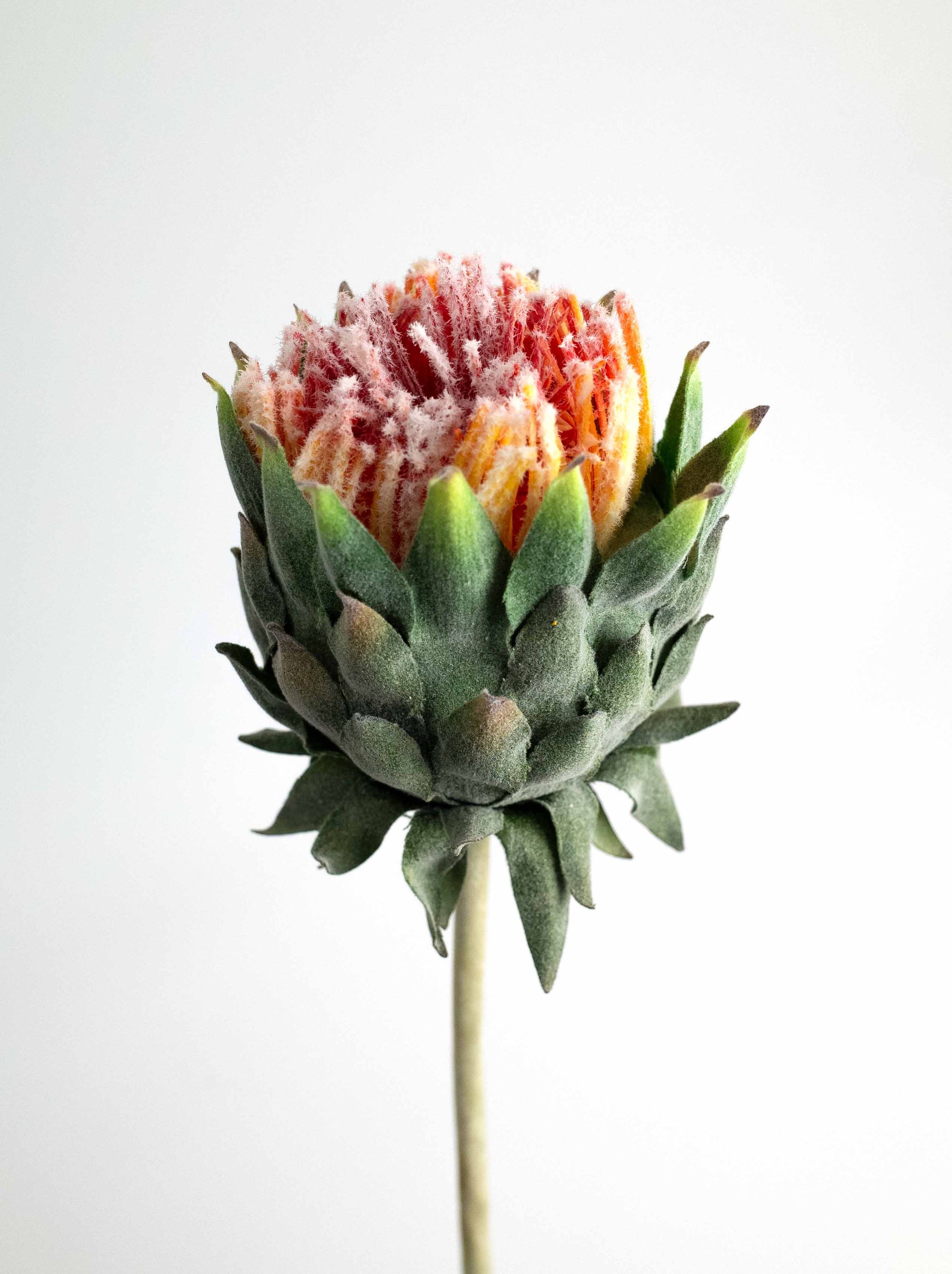 Rust Orange Artificial King Protea - 25"