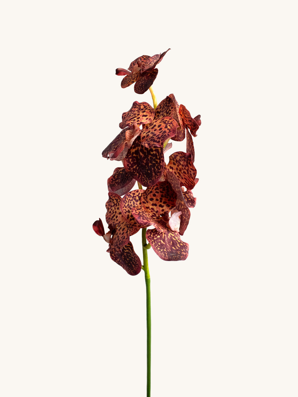 Brown Leopard Real-Touch Artificial Vanda Orchid - 22"