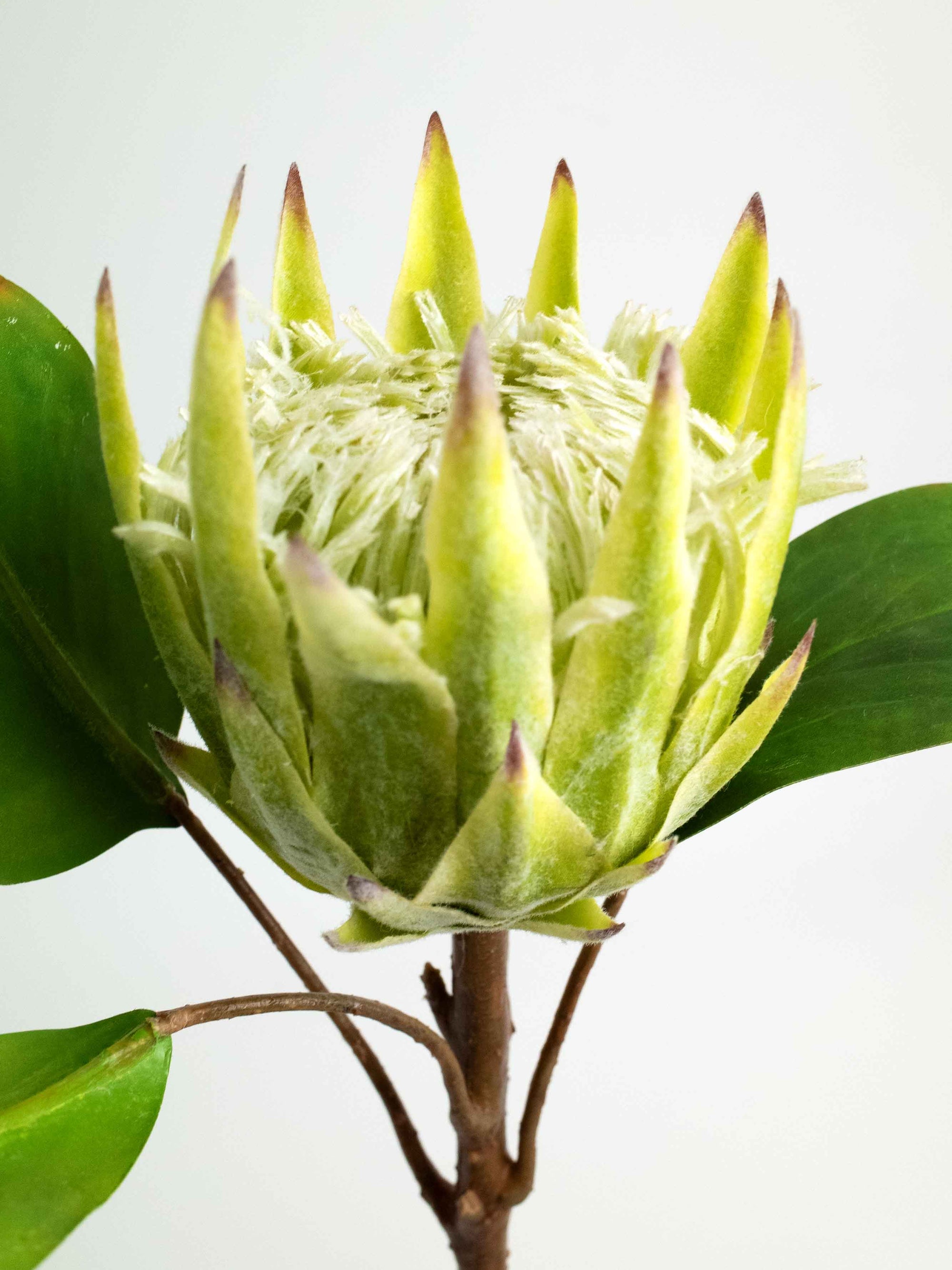 Green Faux Diamond Crown Protea - 20.5"