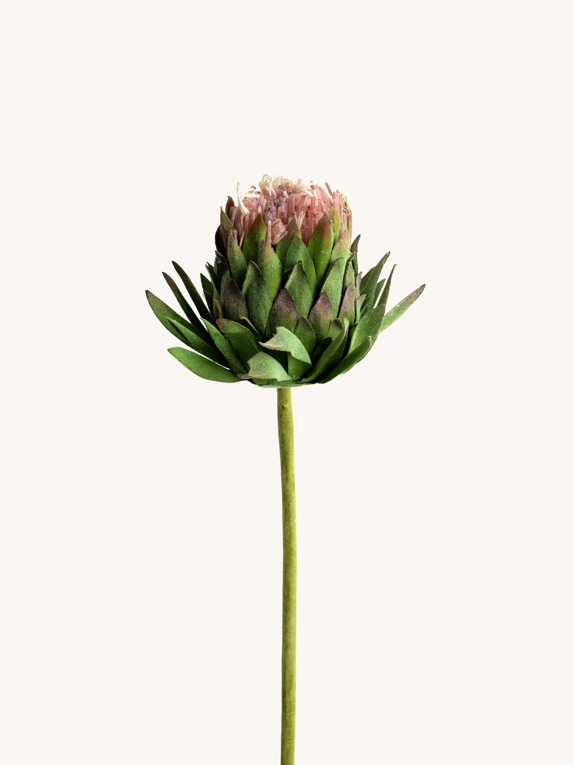 Blush Green Artificial King Protea - 25"