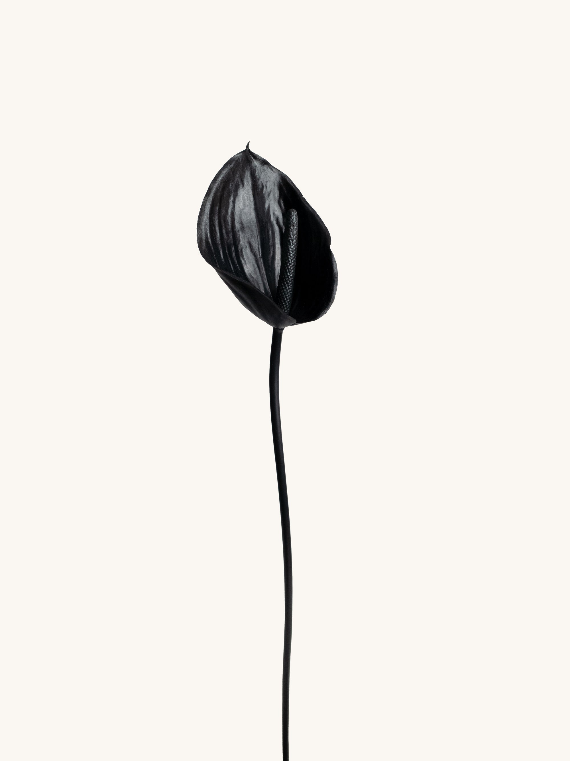 Pure Black Artificial Tropical Anthurium - 23"