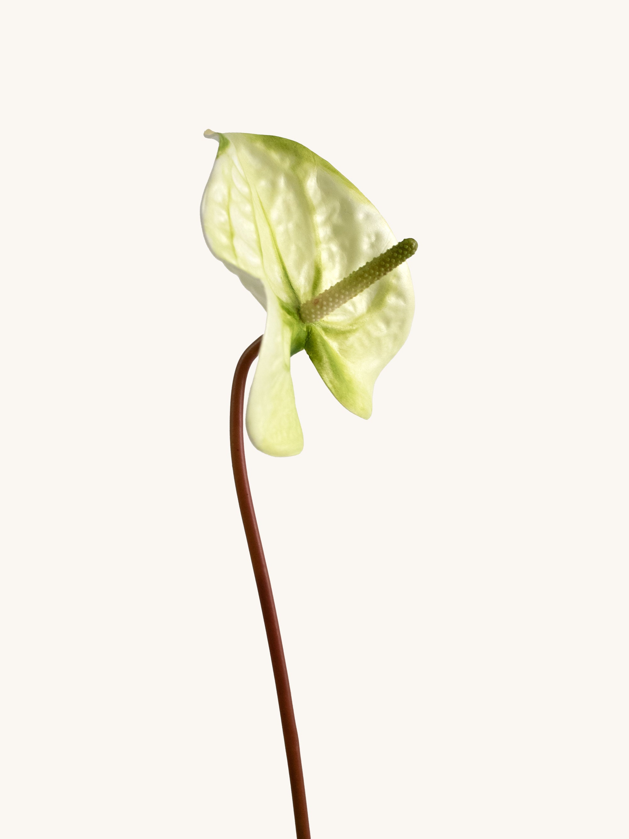 Light Green Artificial Tropical Anthurium - 23"