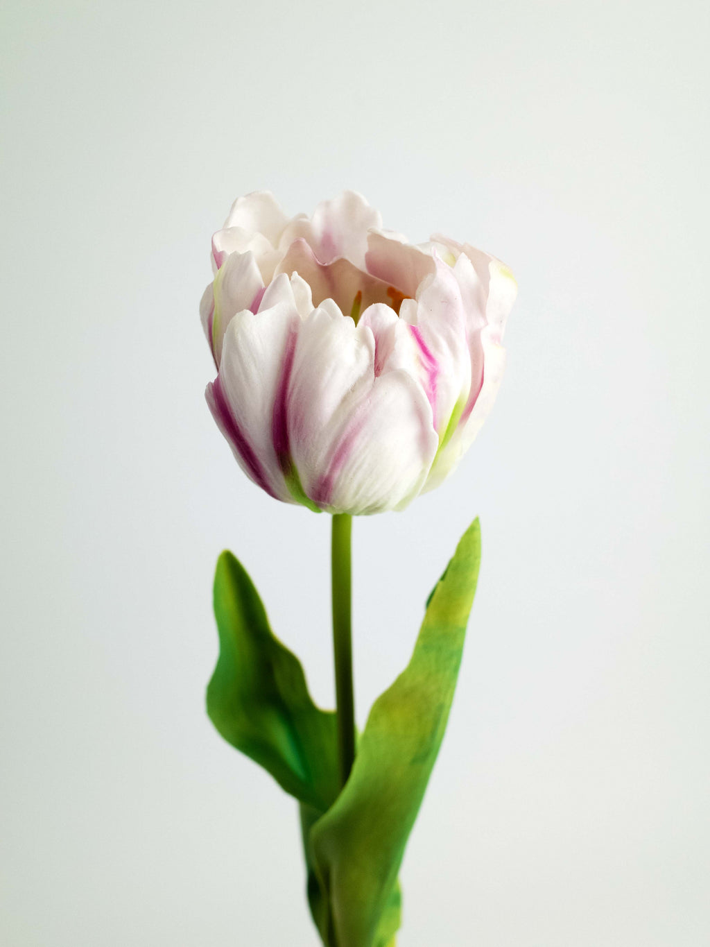 White Blush Real Touch Artificial Rococo Tulip - 24"
