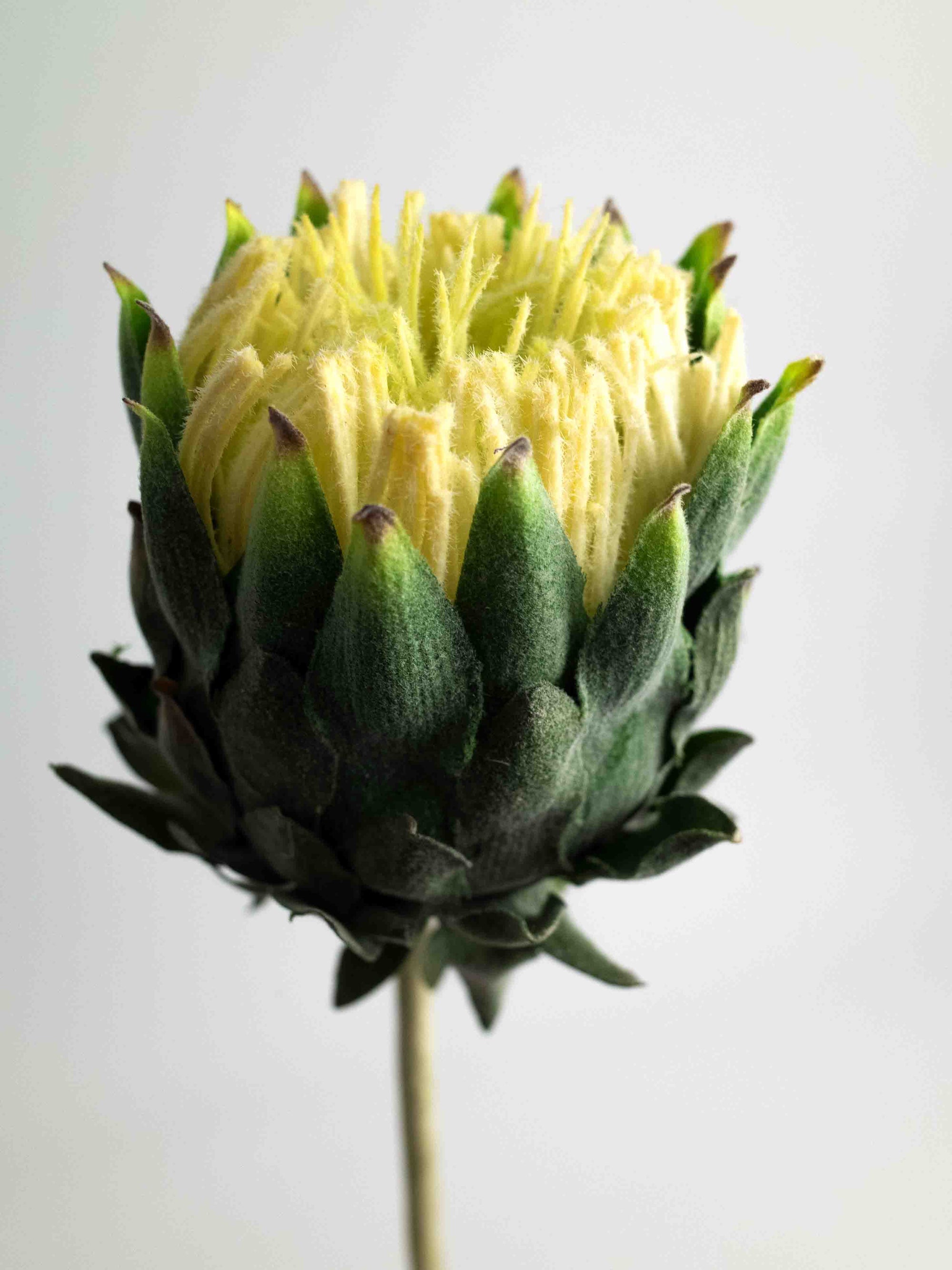Beige Artificial King Protea - 25"